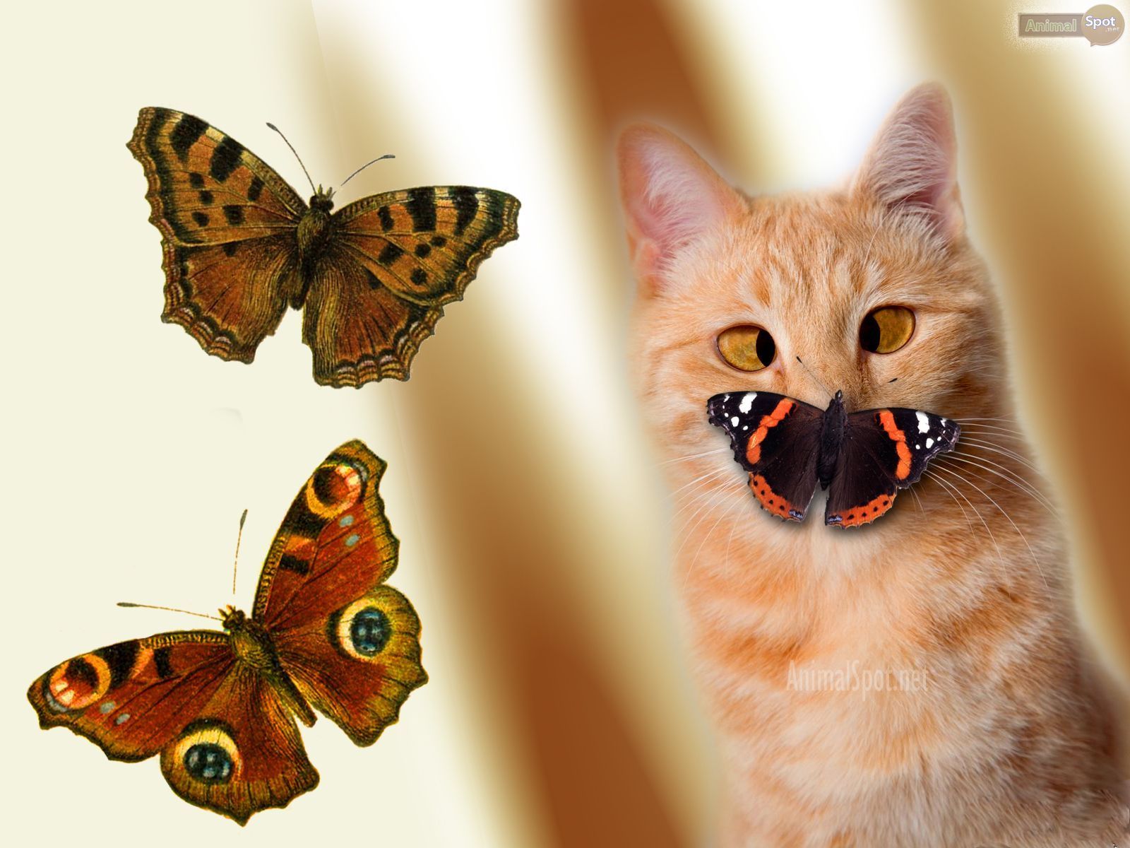 Butterfly Wallpapers « Animal Spot