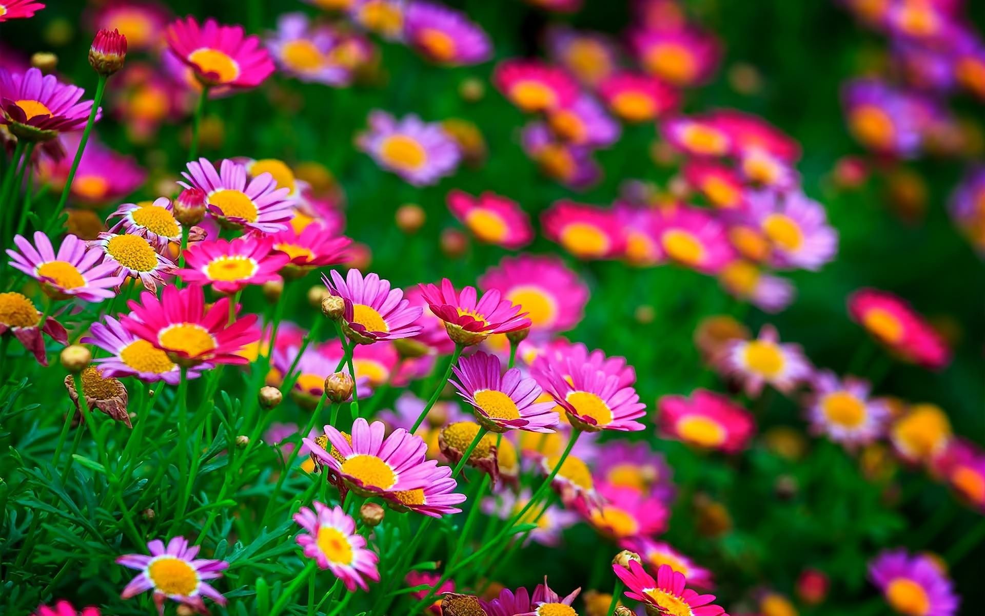 Most Beautiful Flowers Wallpaper For Computer & Mobile