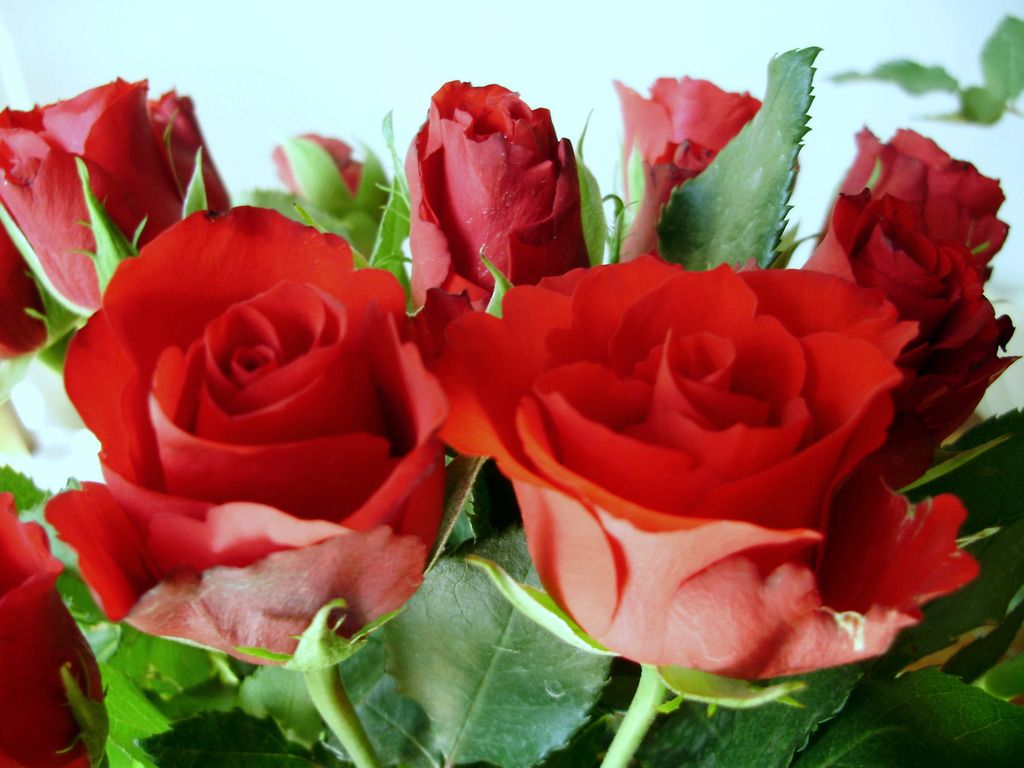 90 Wedding Red Rose Flower Wallpapers Love Roses Pictures ~ Urdu ...