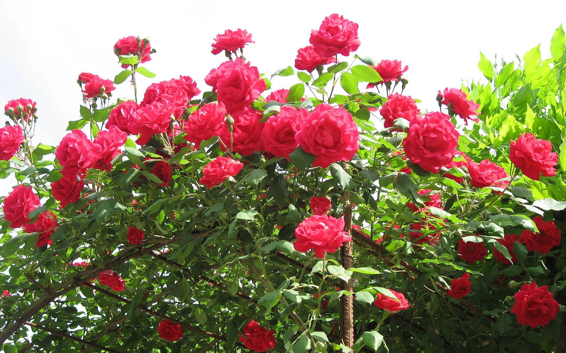 Indian Flowers Images And Wallpapers Download