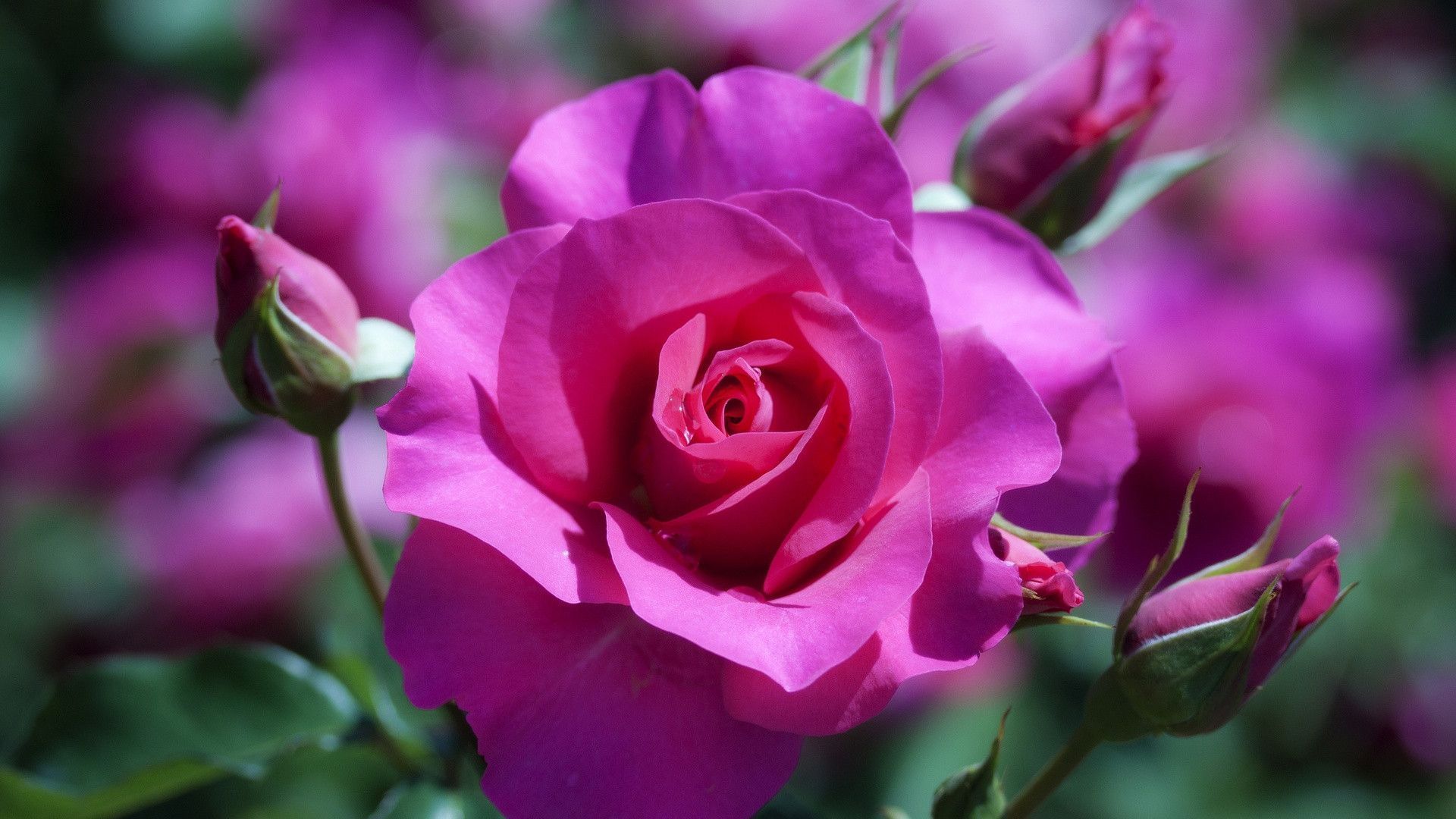 Wallpapers Roses Flowers - Wallpaper Cave