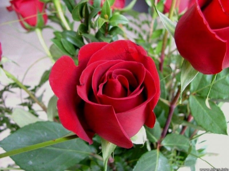 rose-flower-hot-design-800x600.jpg