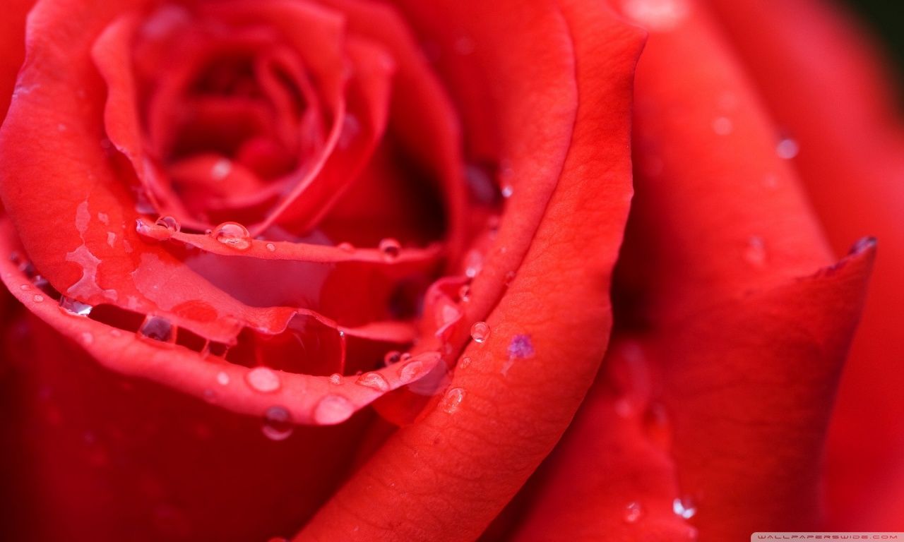 Red Rose Flower HD desktop wallpaper : Widescreen : High ...