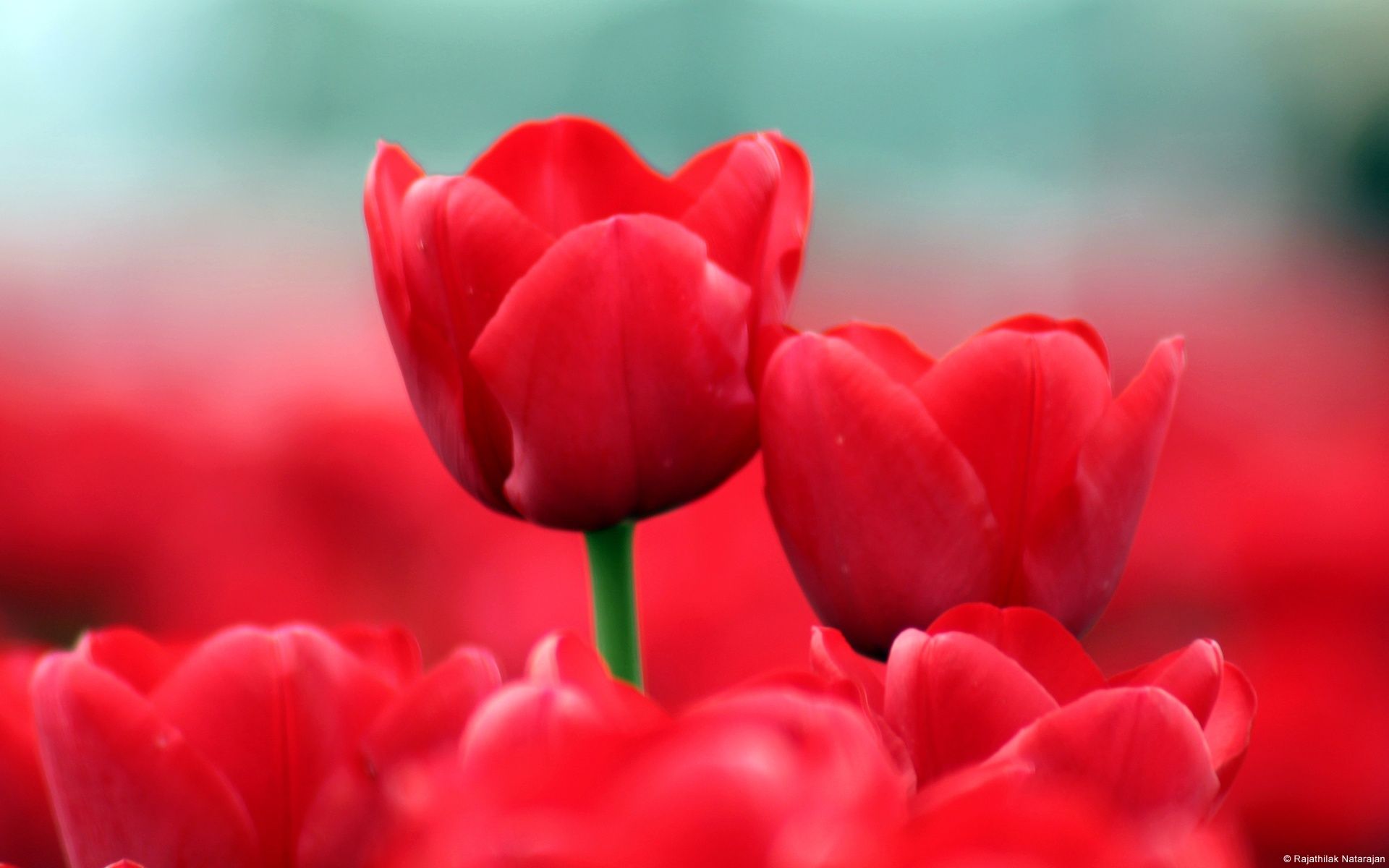 Flowers Wallpapers - Page 5 - HD Wallpapers