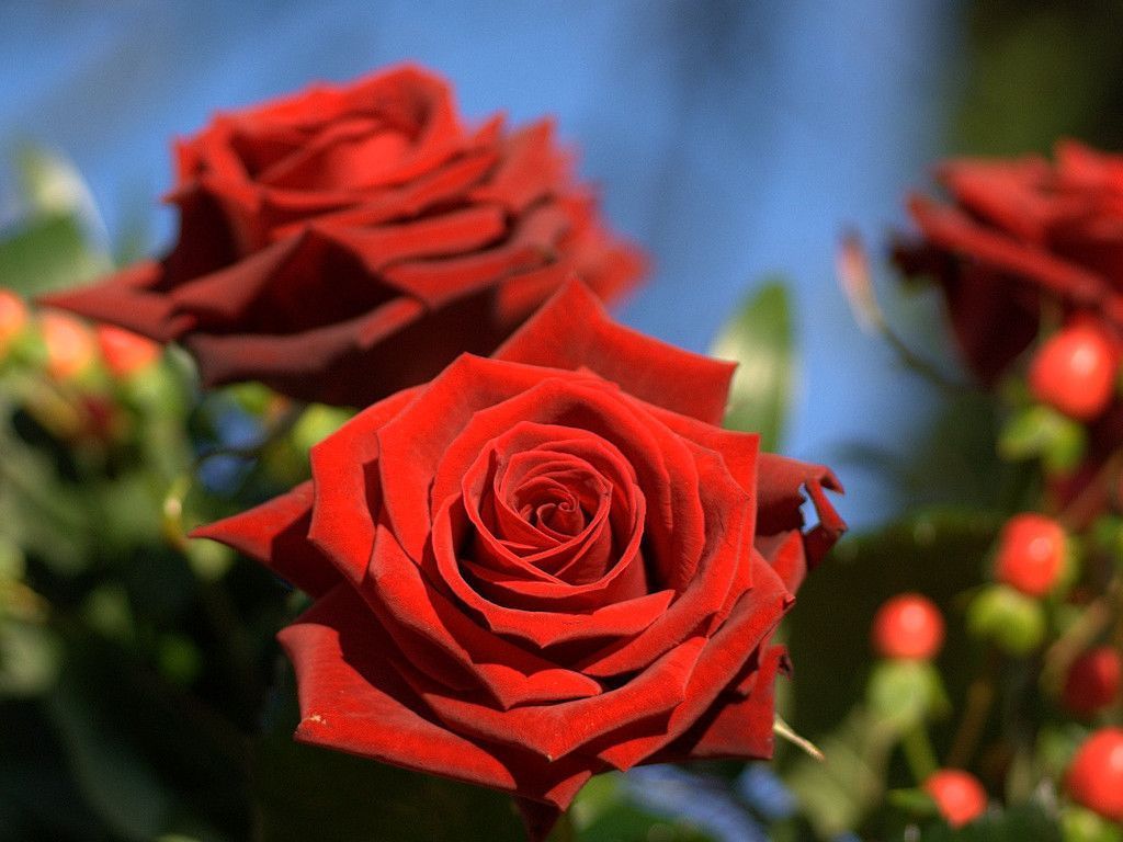 Wallpapers Roses Flowers - Wallpaper Cave