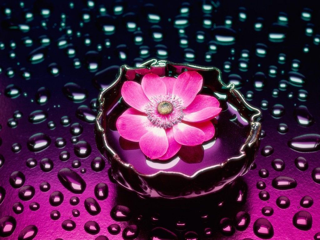 50 Beautiful Free HD Flower Wallpapers | DesignMaz