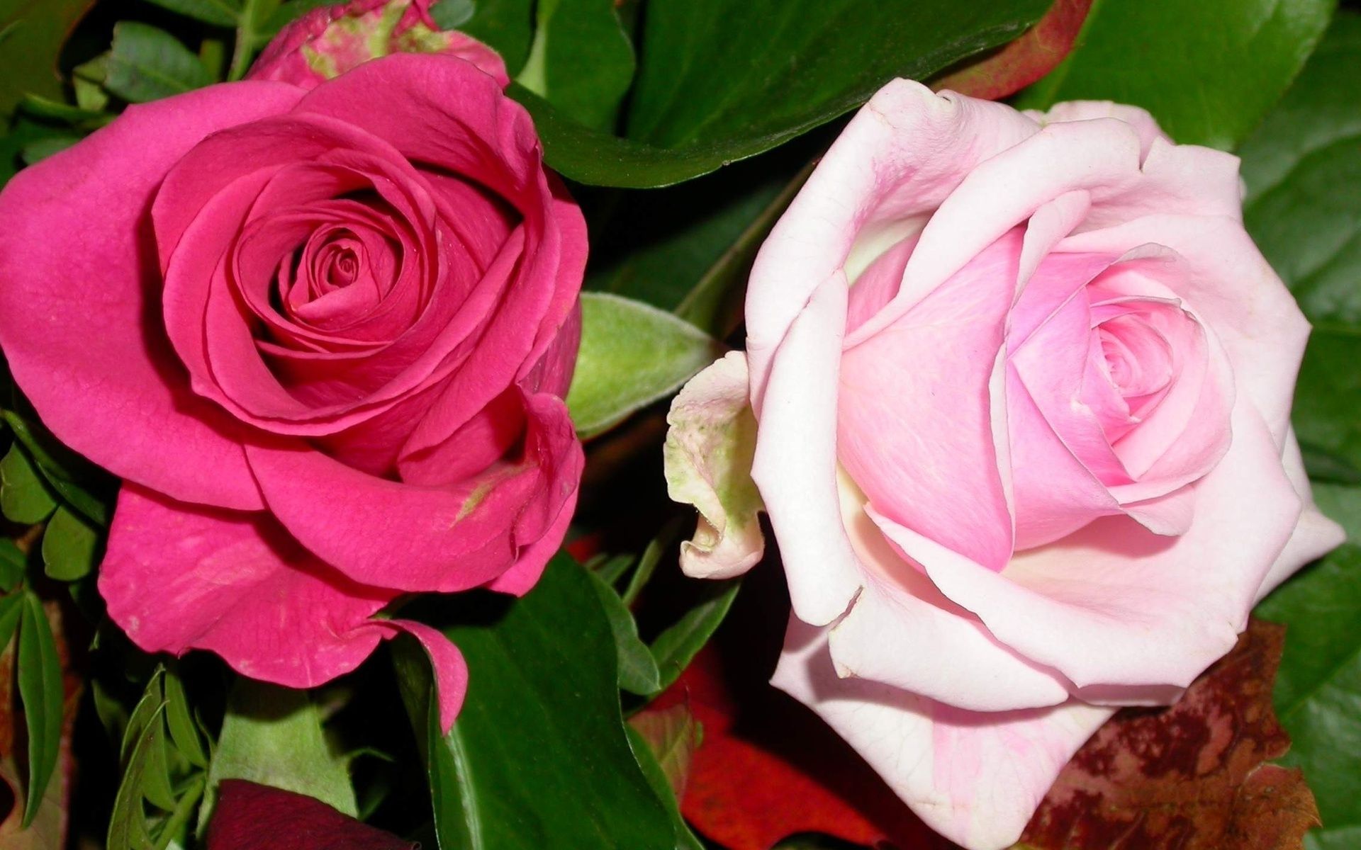 Pretty pink roses, flower, flowers, 1920x1200 HD Wallpaper and ...
