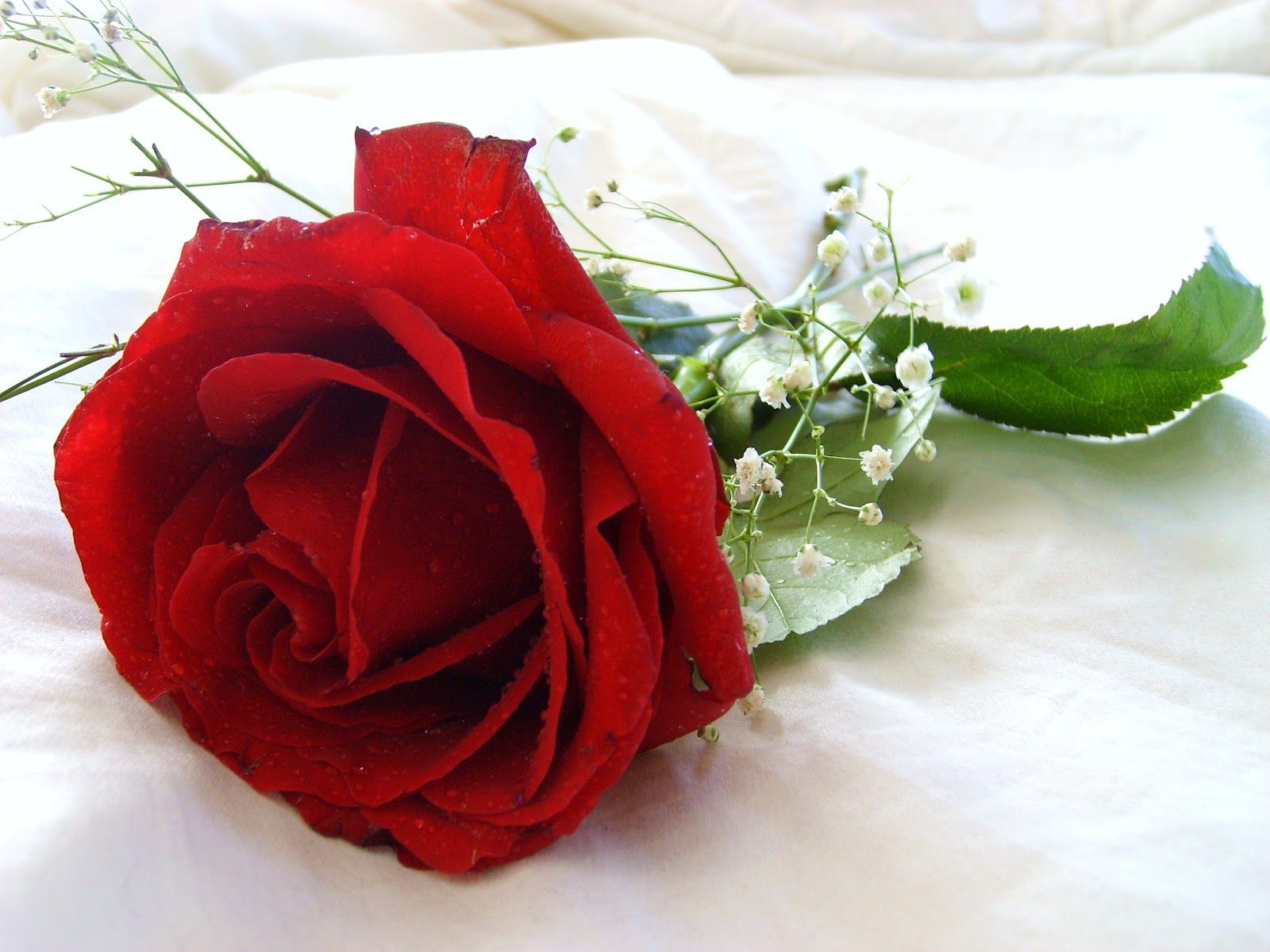 Red Rose Flowers Wallpapers - Wallpaper Cave