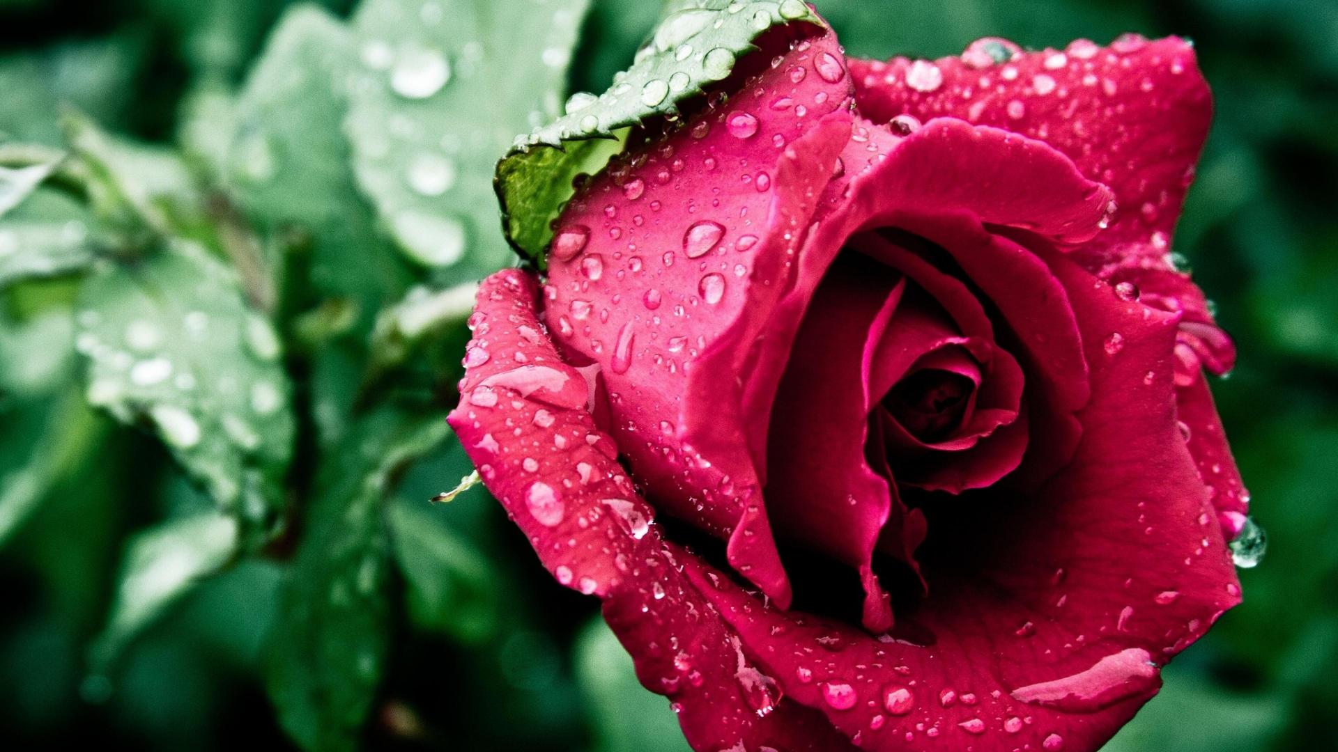 Nature Wallpaper with Red Rose Flower and Water Drops | HD ...