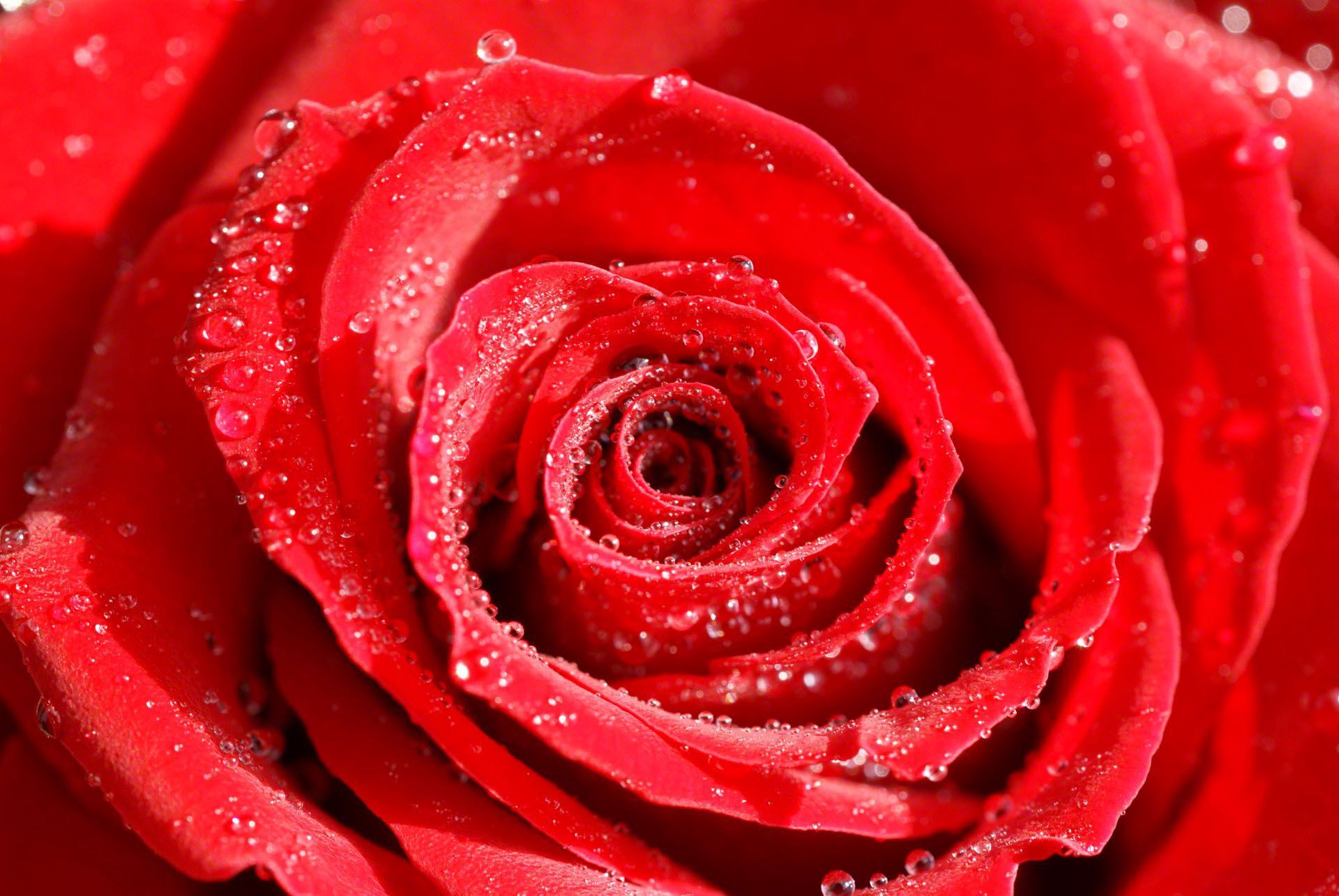 Roses flower, Roses photos, roses wallpaper for your desktop - Red ...