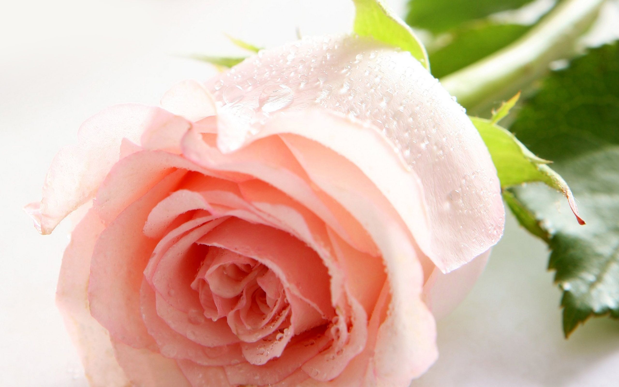 flower images rose and wallpapers Download