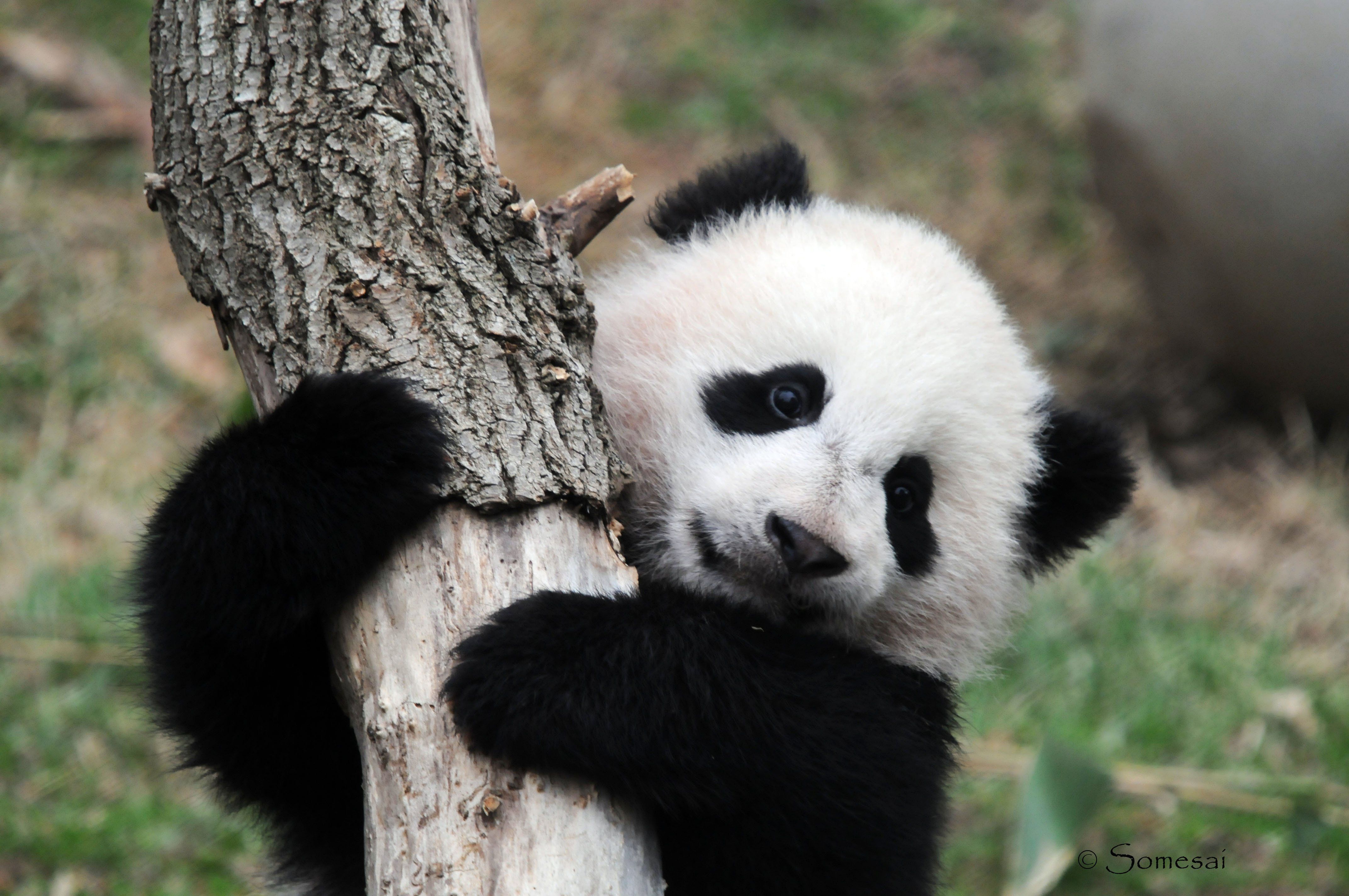 Baby Panda - wallpaper.