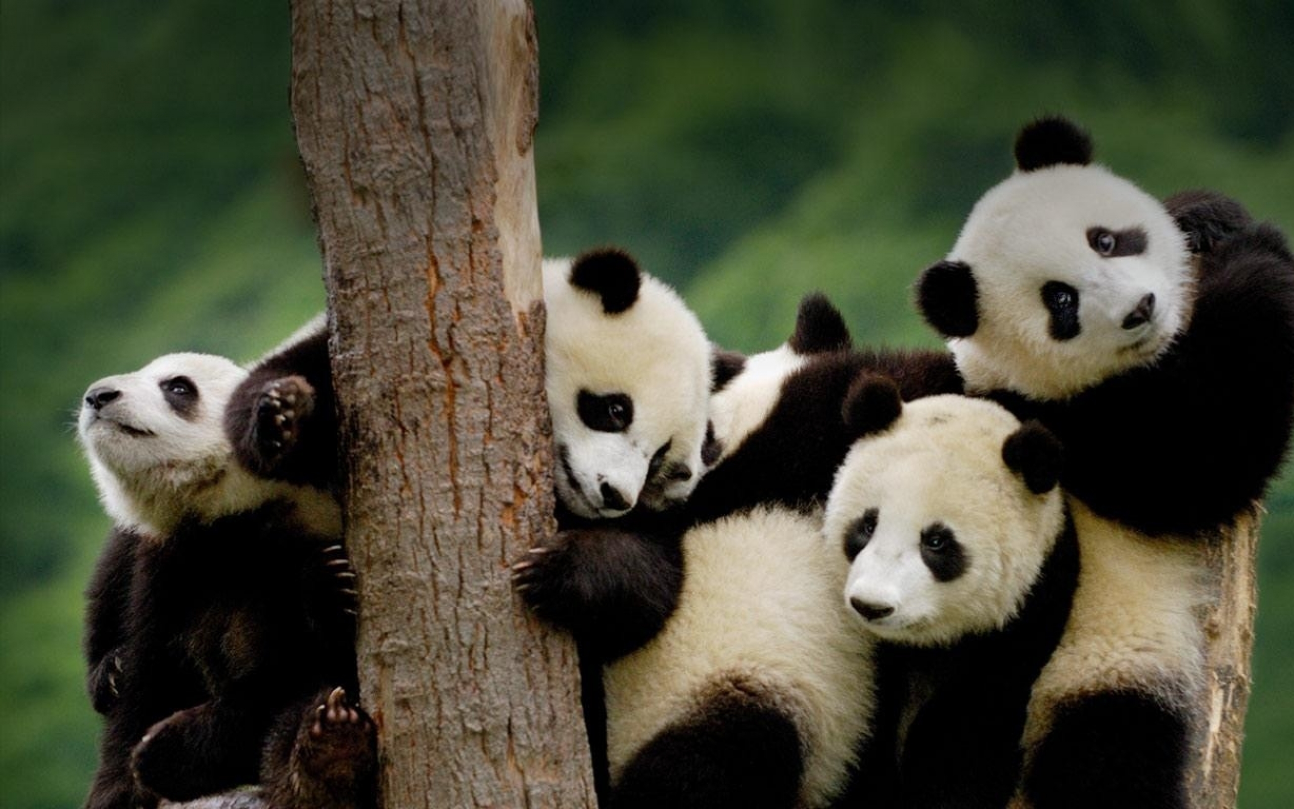 Animals panda baby wallpaper