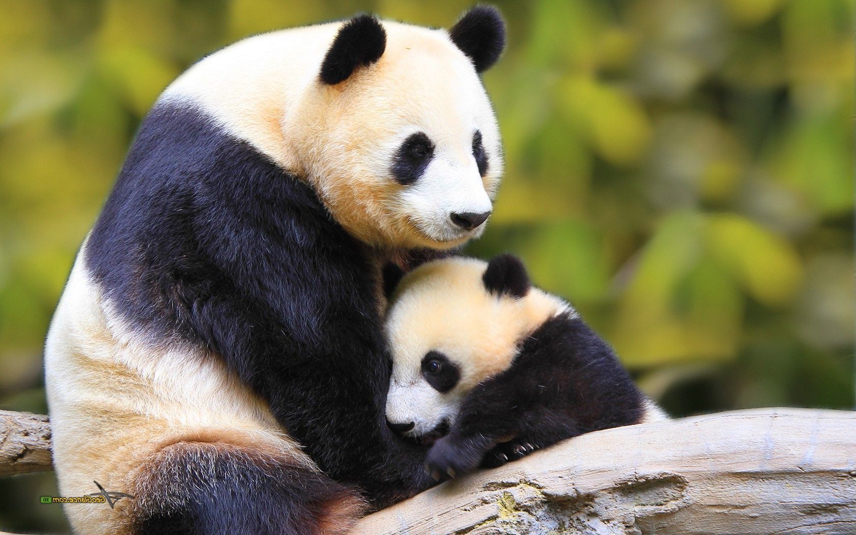 Cute-baby-panda.jpg
