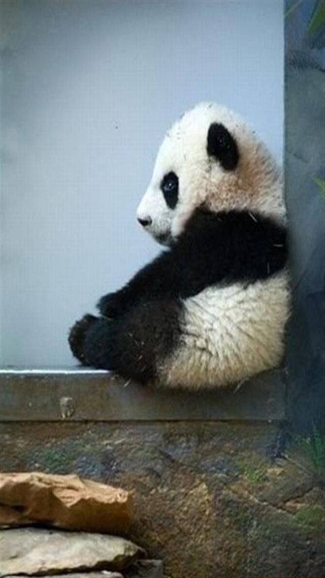 Cute Baby Panda Wallpapers