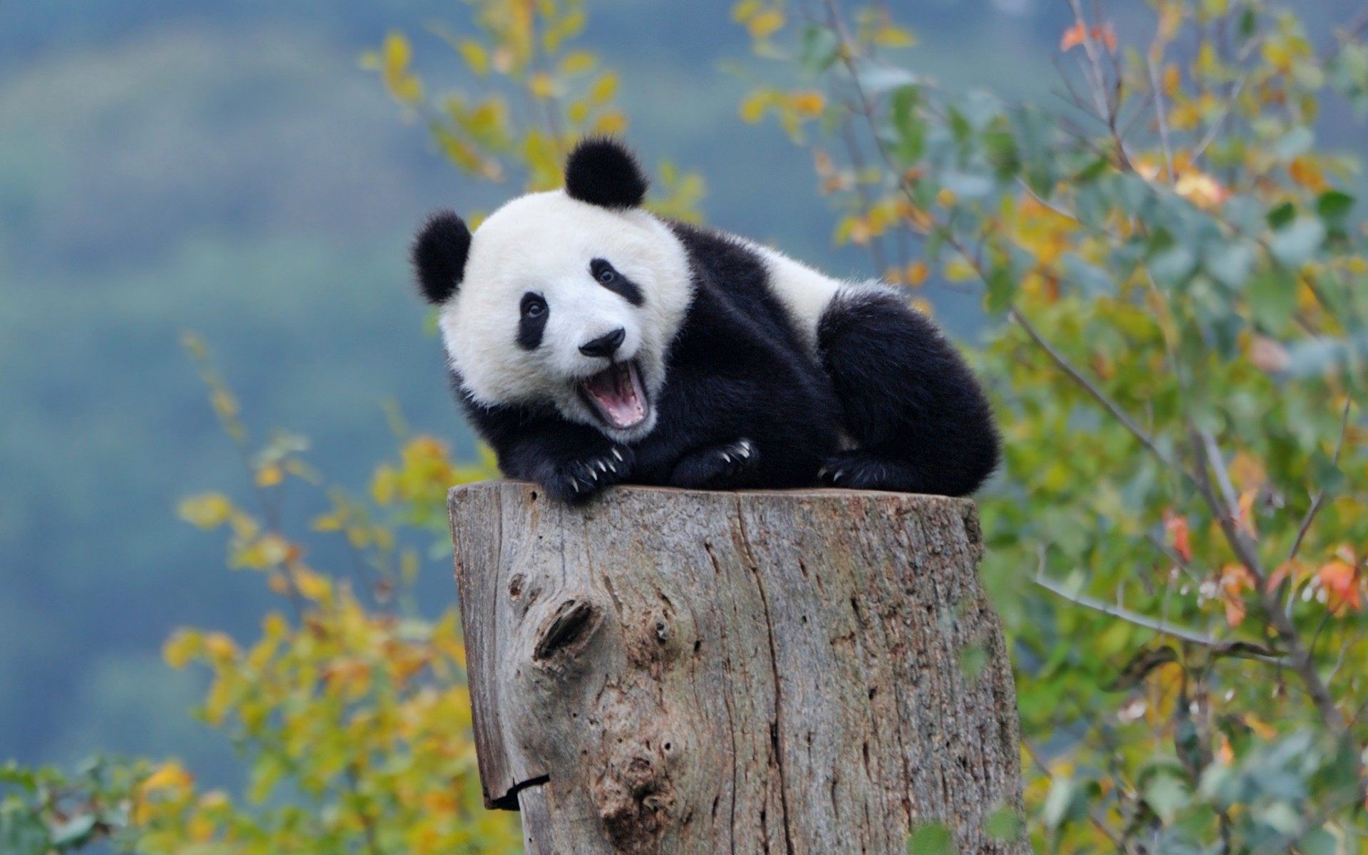 Baby Panda Cute Wallpaper For Desktop, Laptop & Mobile