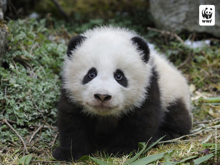 Cute Baby Panda Bears | Panda Wallpaper image | Cutest Animals ...
