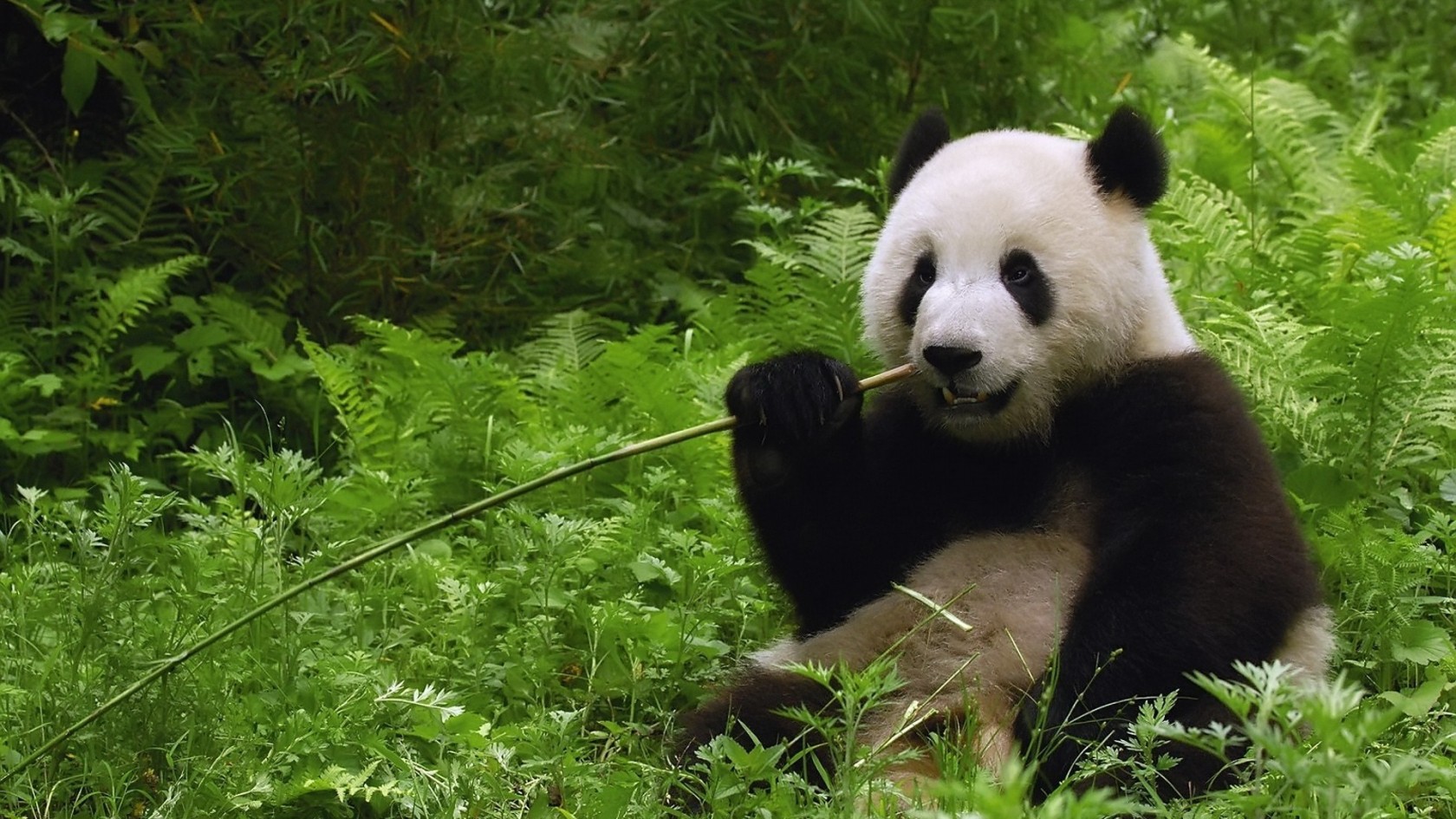 Cute Baby Panda Waving - wallpaper