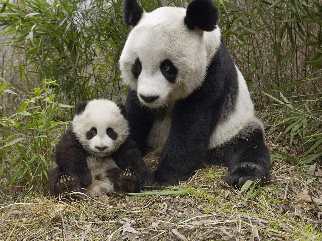 Cute Baby Panda wallpaper 1024x768