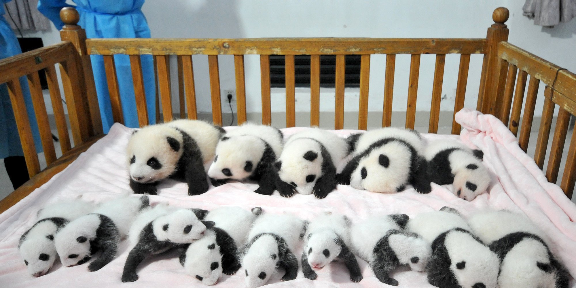 Baby Panda HD Photo Wallpapers 9460 - Amazing Wallpaperz
