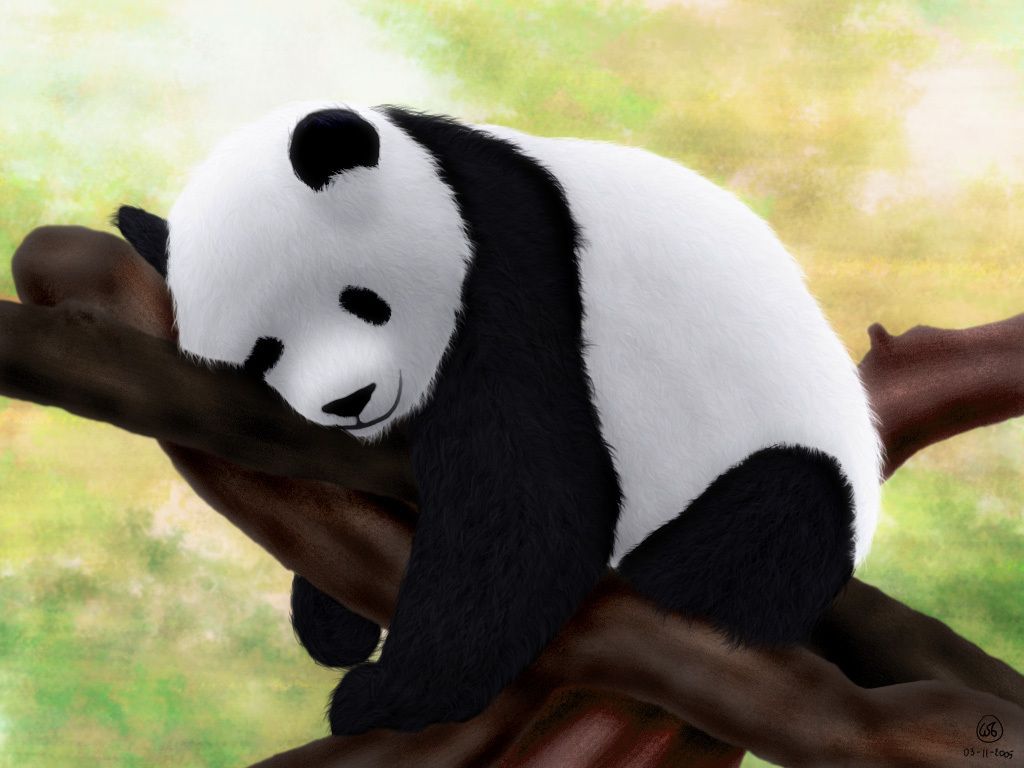 Panda Wallpapers For Twitter | Full HD Pictures