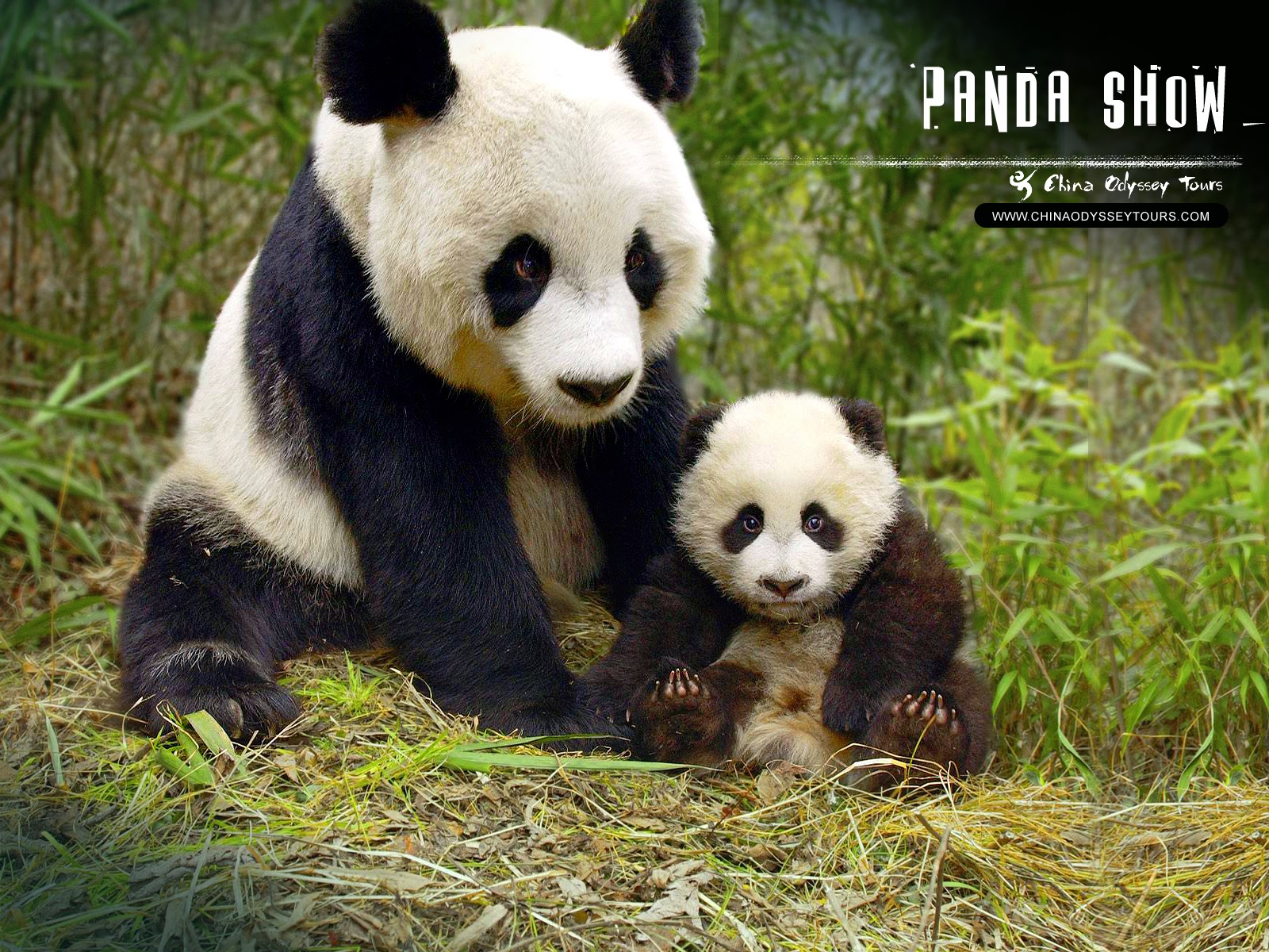 Cute Baby Panda Wallpapers Group (60+)