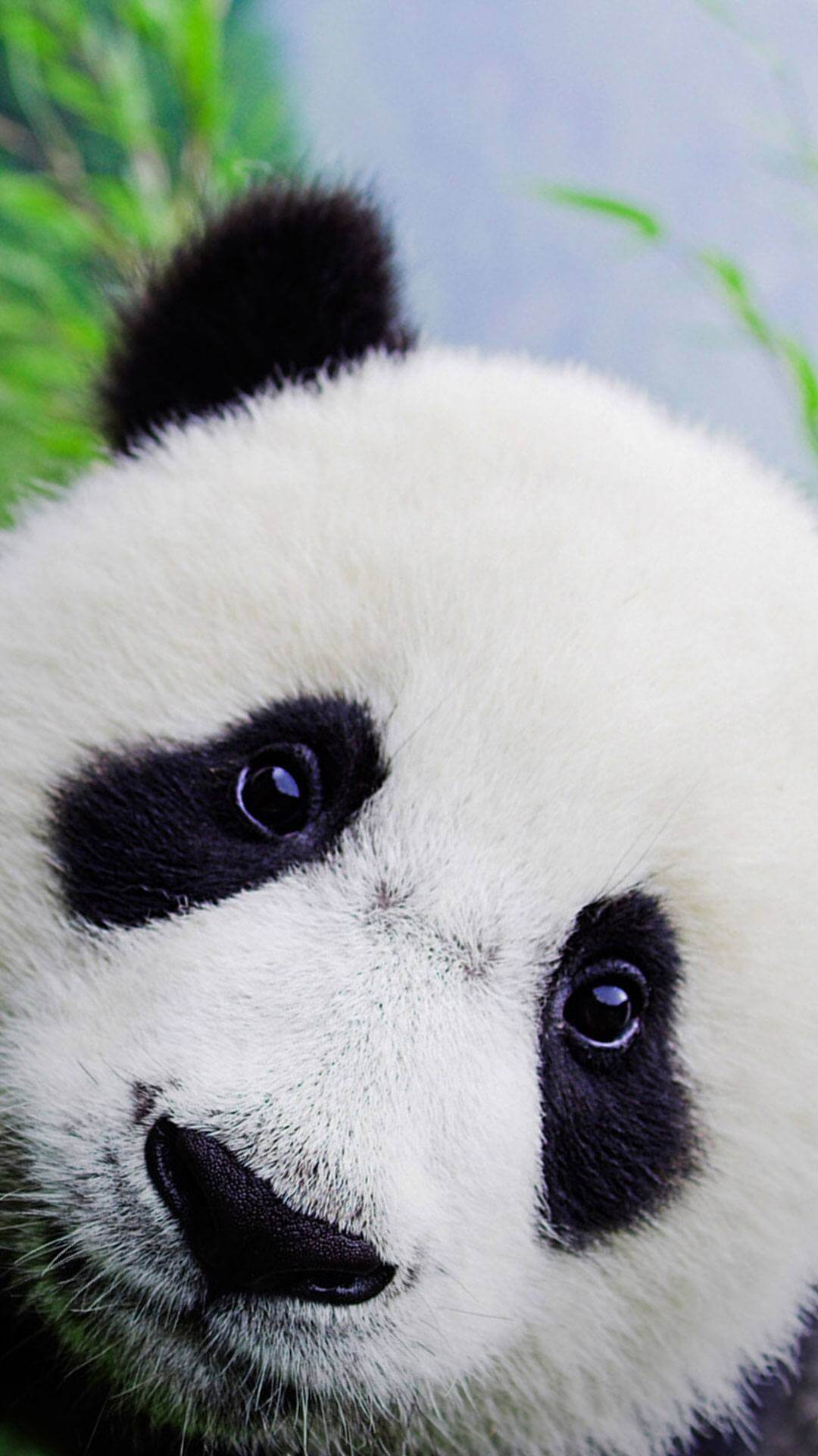 Cute-Baby-Panda-Wallpaper-For-iPhone.jpg
