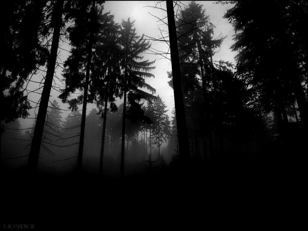 Wallpapers - Creepy Forest by AKG - Customize.org