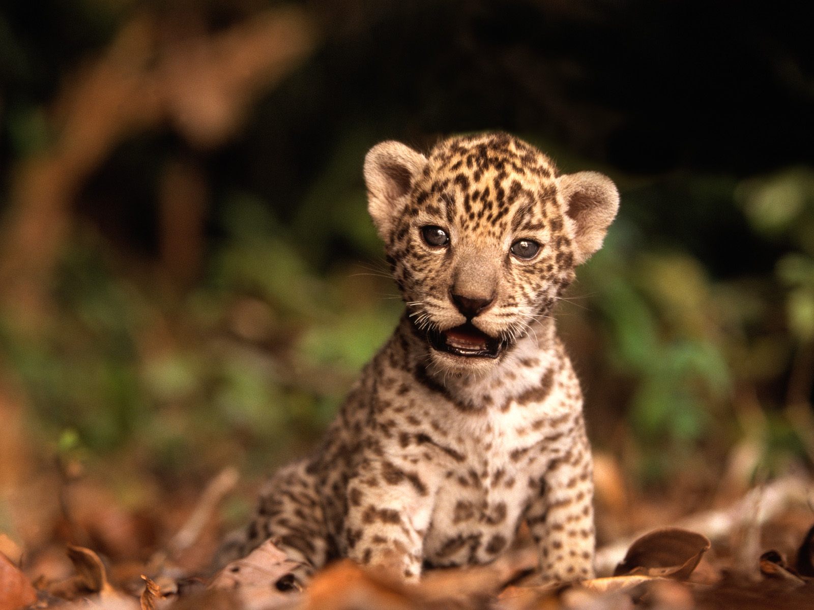 Baby Jaguar Animal - wallpaper.