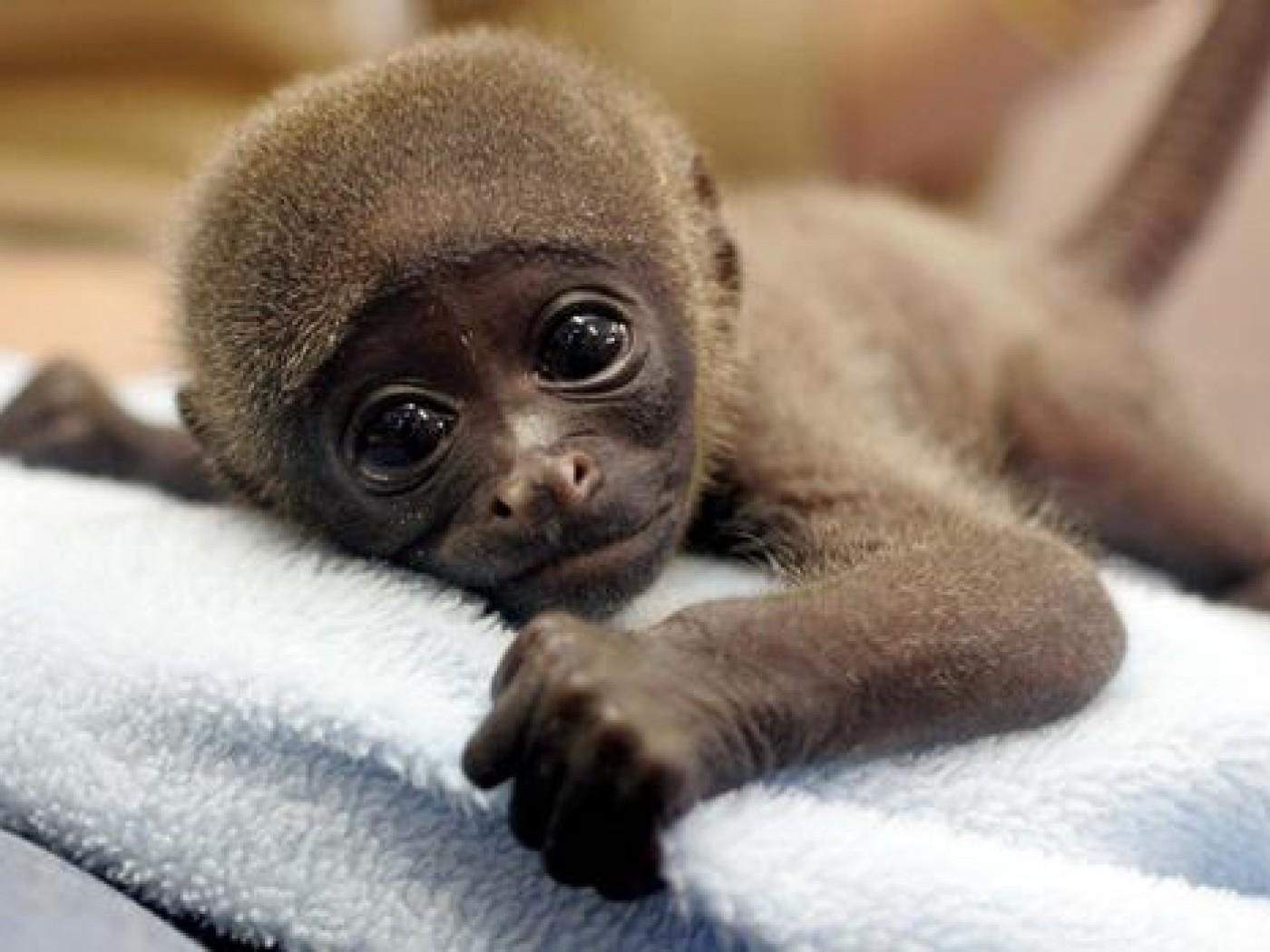 Cute Baby Monkey Psp Wallpaper Animal Backgrounds Hd Wallpapers