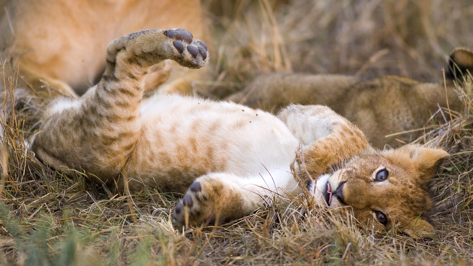 Baby Lion Animal - Bing images