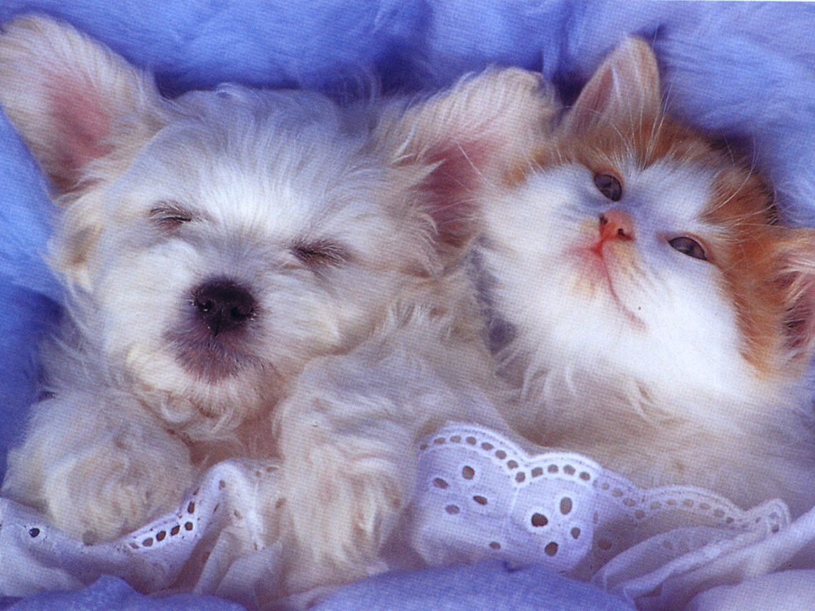 Pictures Of Baby Dogs And Cats - Desktop Backgrounds