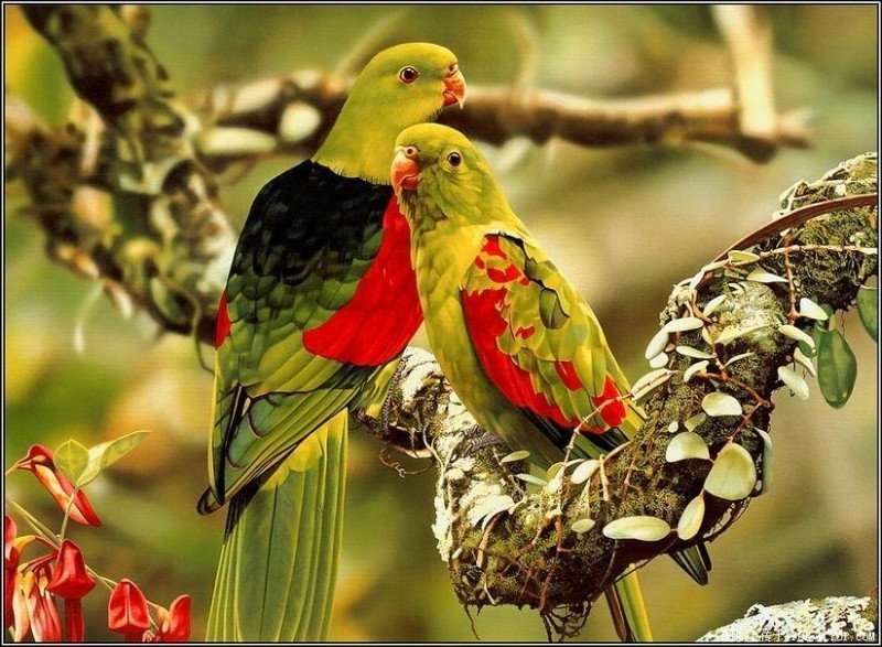 Birds Coolpicturegallery World Most Beautiful Wallpapers Desktop