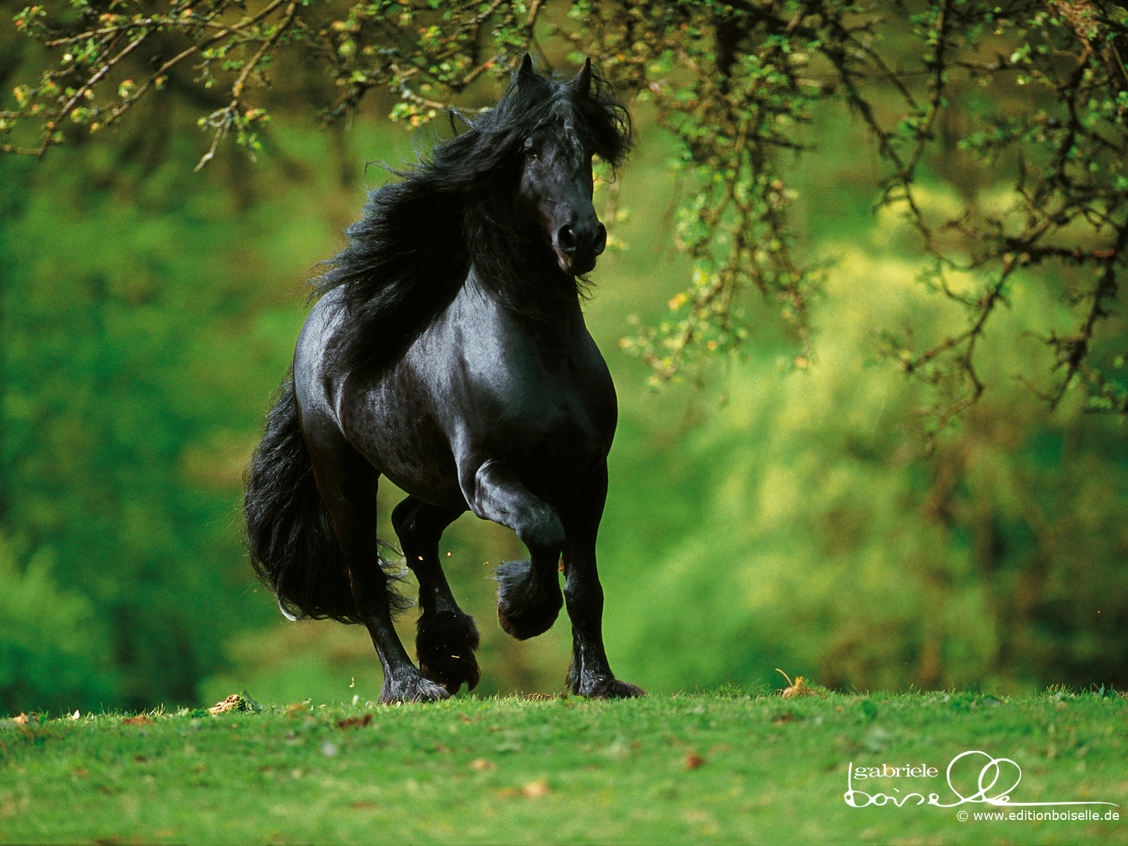 World Most Beautiful Horses Wallpapers - SA Backgrounds