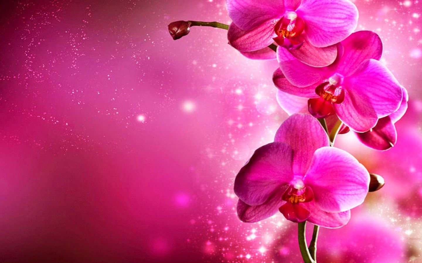 Pink Orchids Flowers Images HD Wallpapers free Download HD