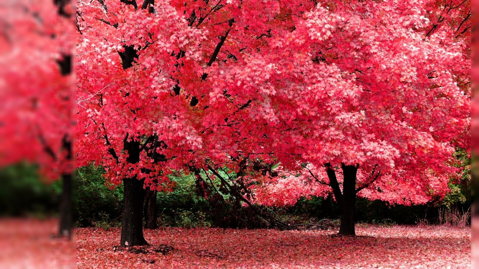 Autumn Tree Pink Color HD Desktop Wallpaper Background download