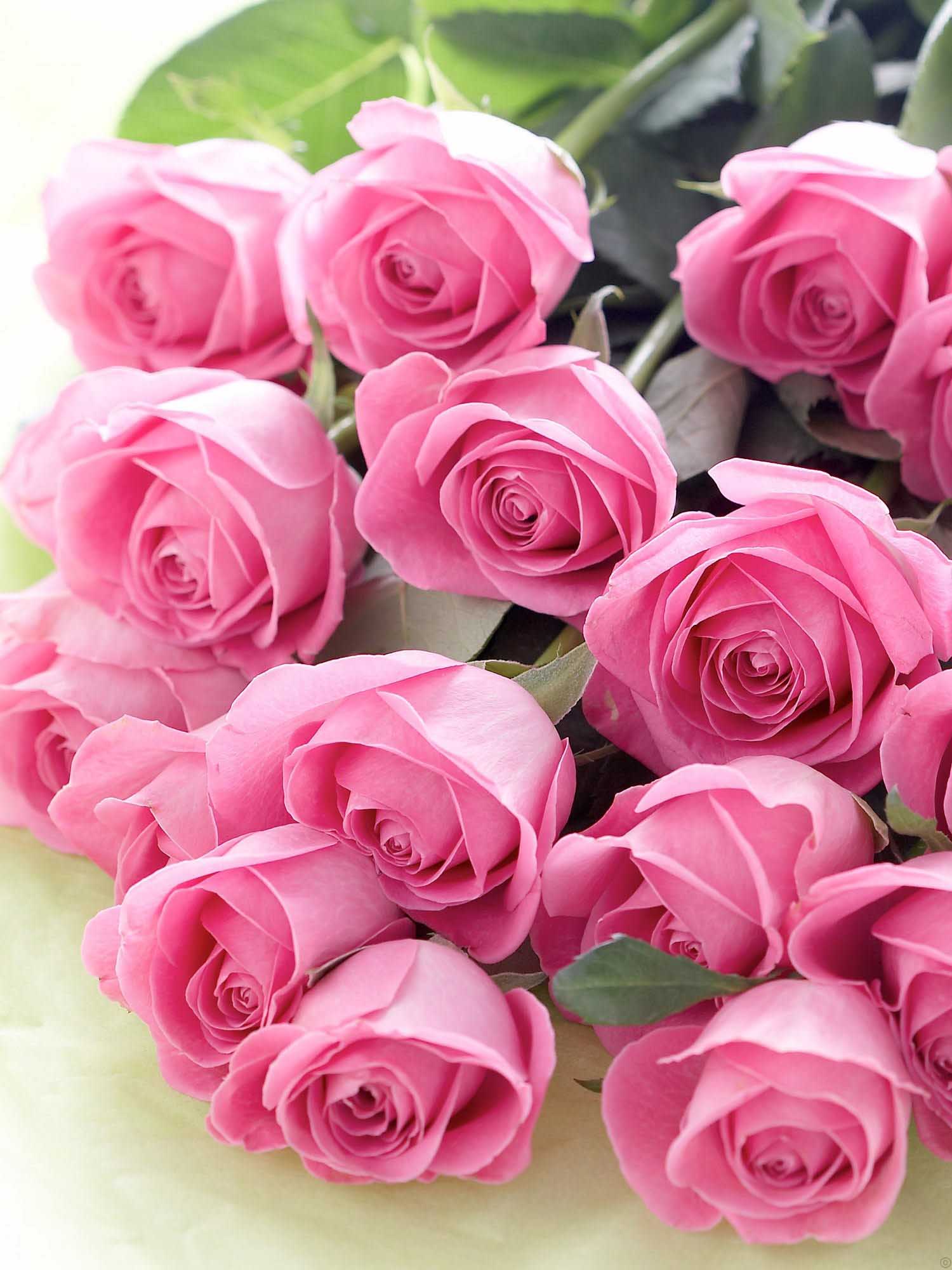 Pink Rose Hd Wallpapers Free Download | New HD Wallpapers Download