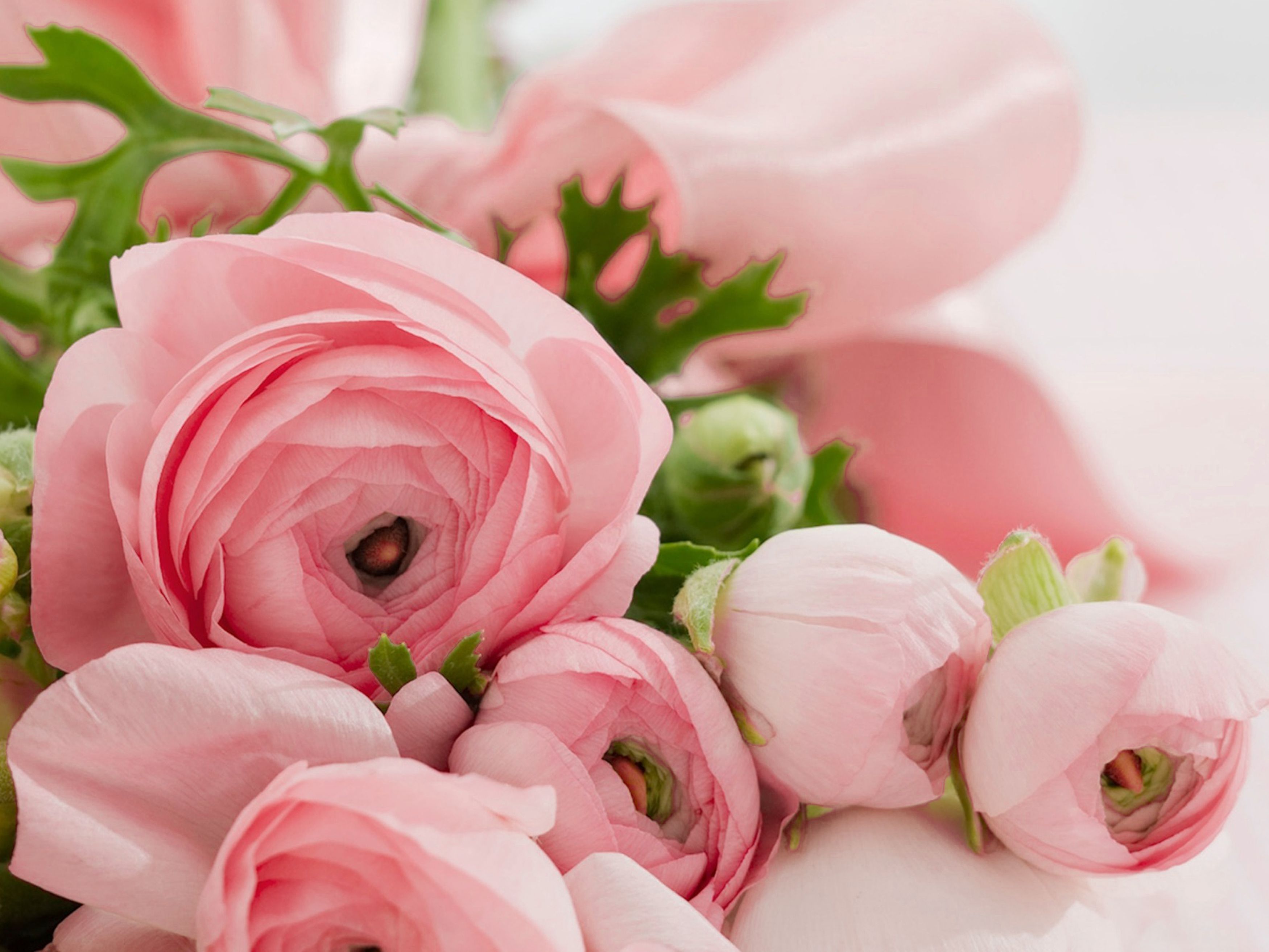 HD Pink Roses Bouquet Congratulations Wallpaper Free Download ...