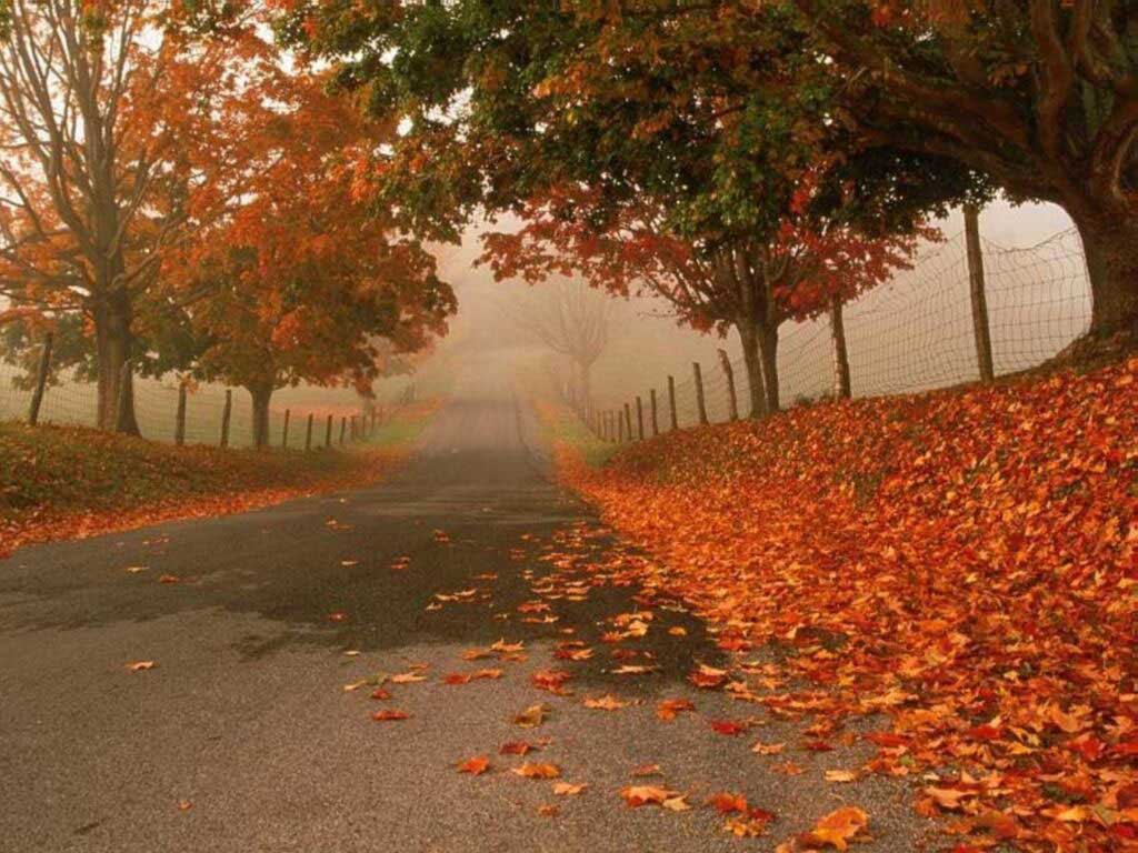 Free Thanksgiving and Autumn desktop wallpapers 6 | Pix Trends