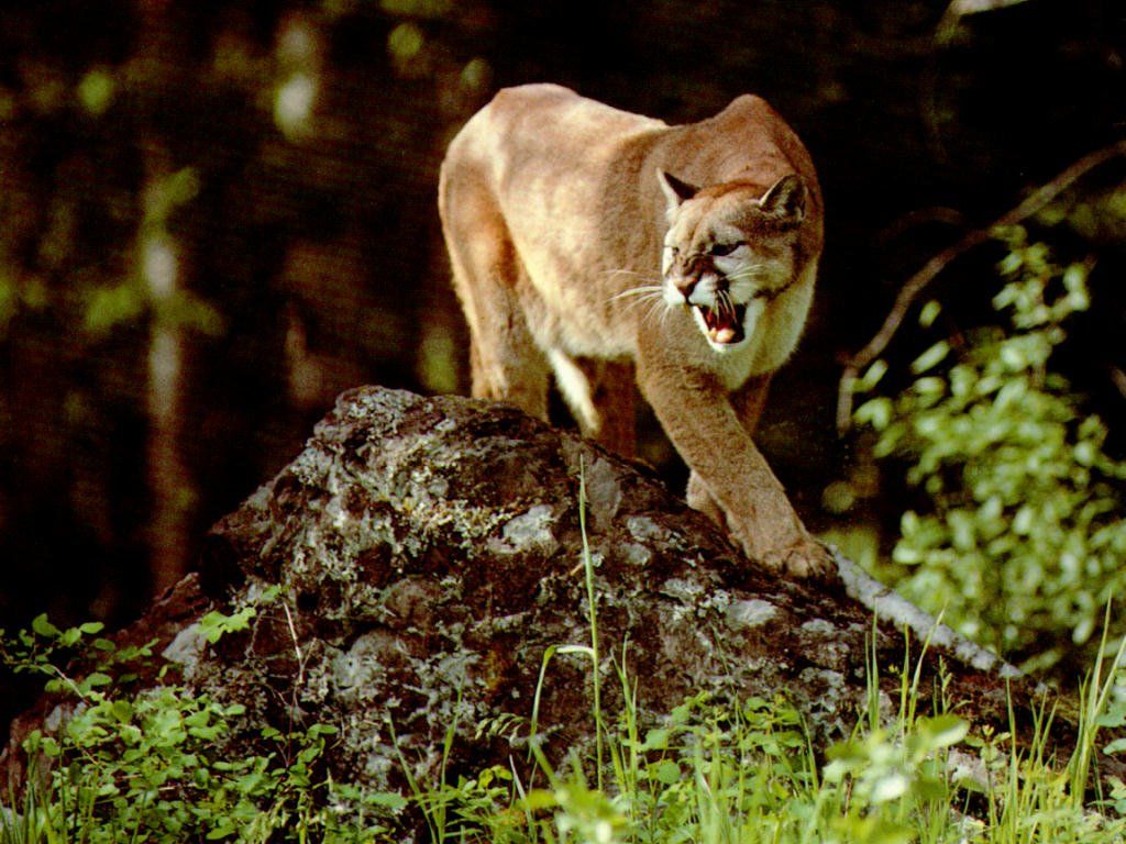 Florida Panther - Picture Gallery