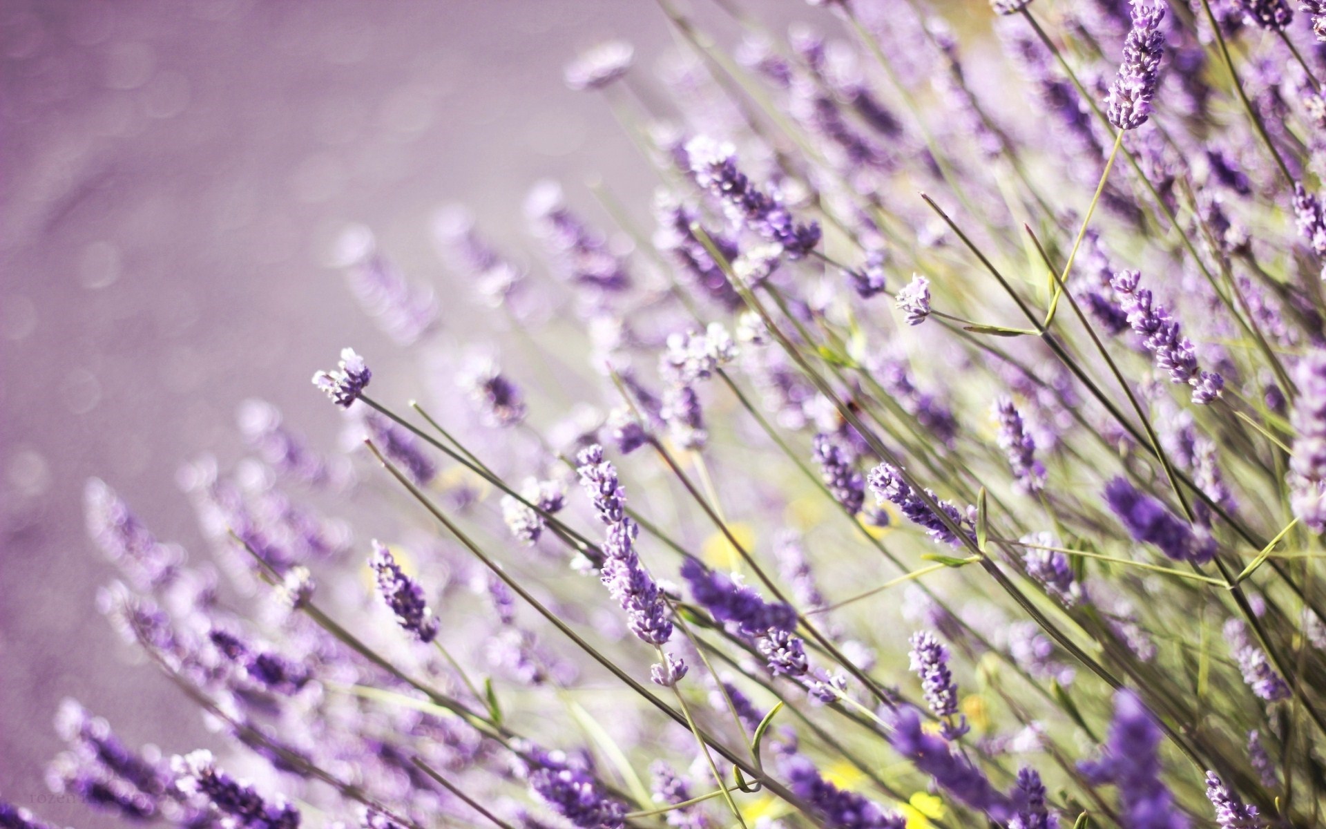 Lavender flower images and wallpapers Download