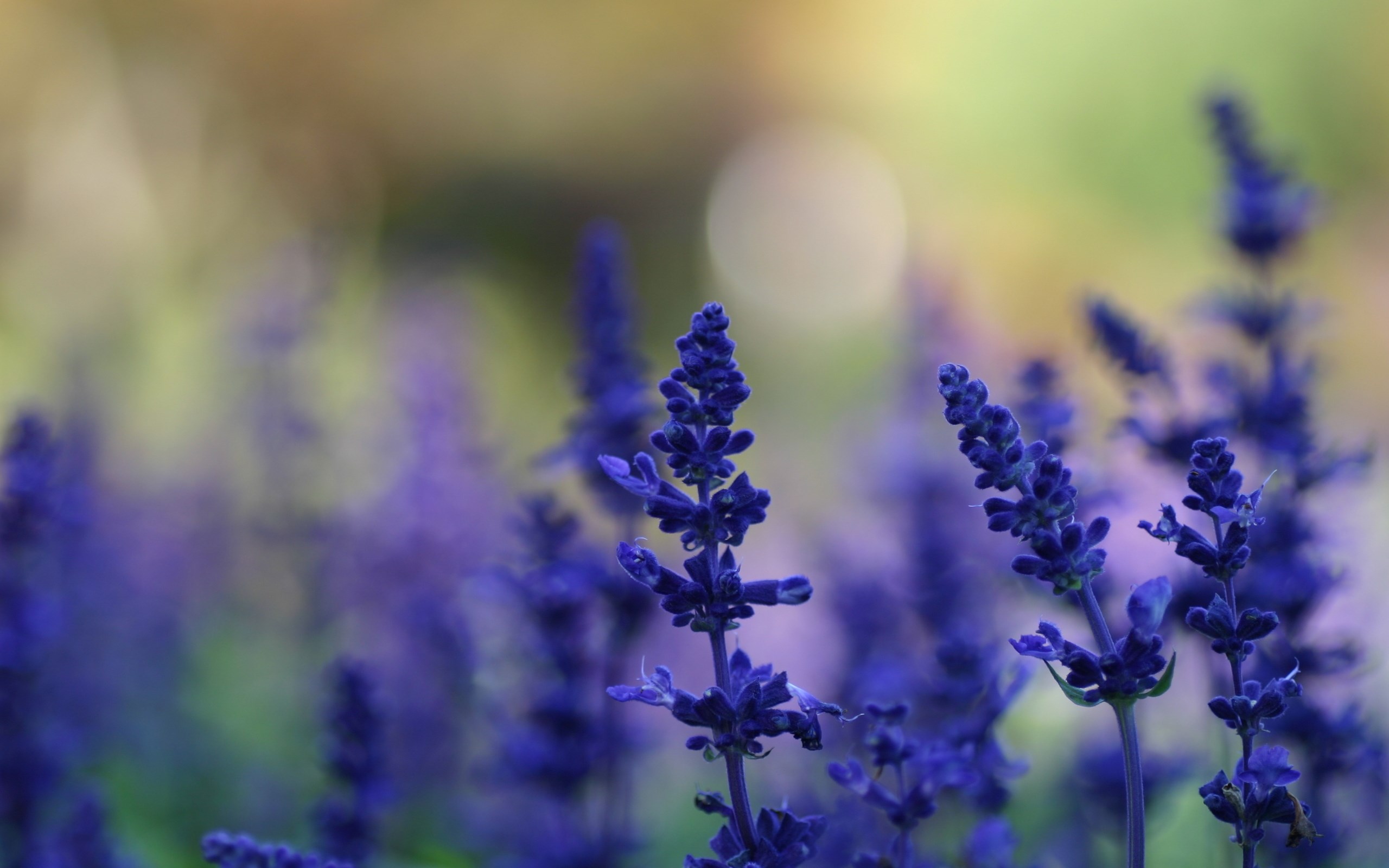 lavender flower images and wallpapers Download
