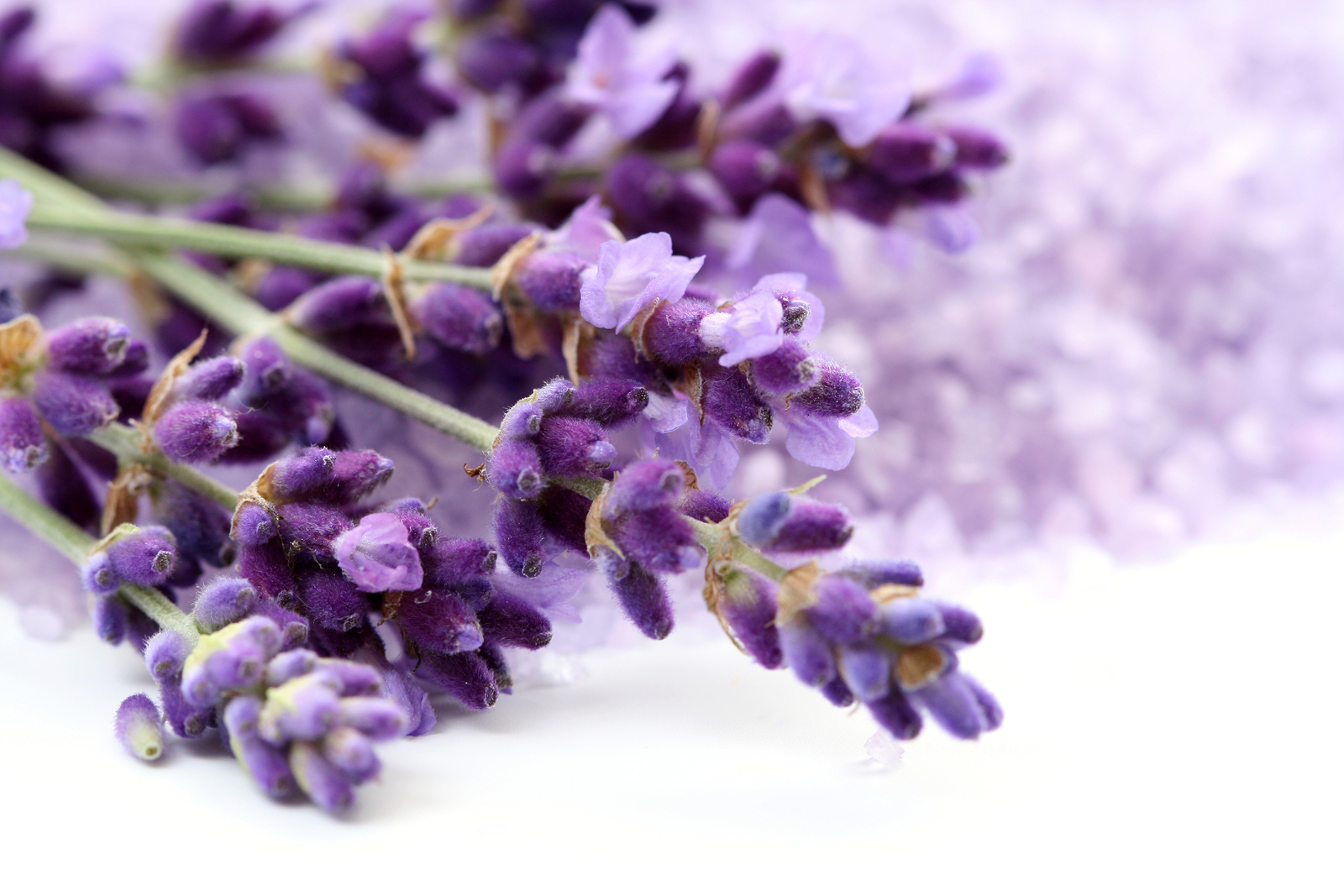 Lavender Flowers Background Picture id: 3539 - 7HDWallpapers