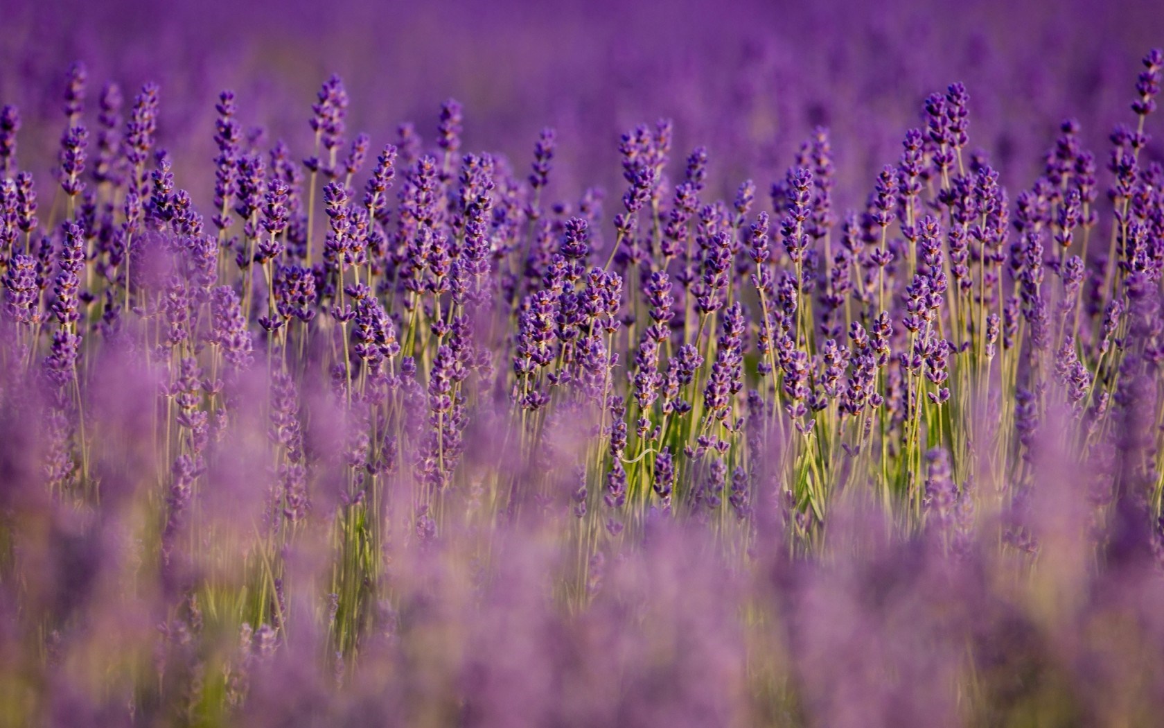 lavender flower images and wallpapers Download