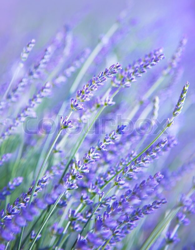 Lavender flower field, fresh purple aromatic wildflower, natural ...
