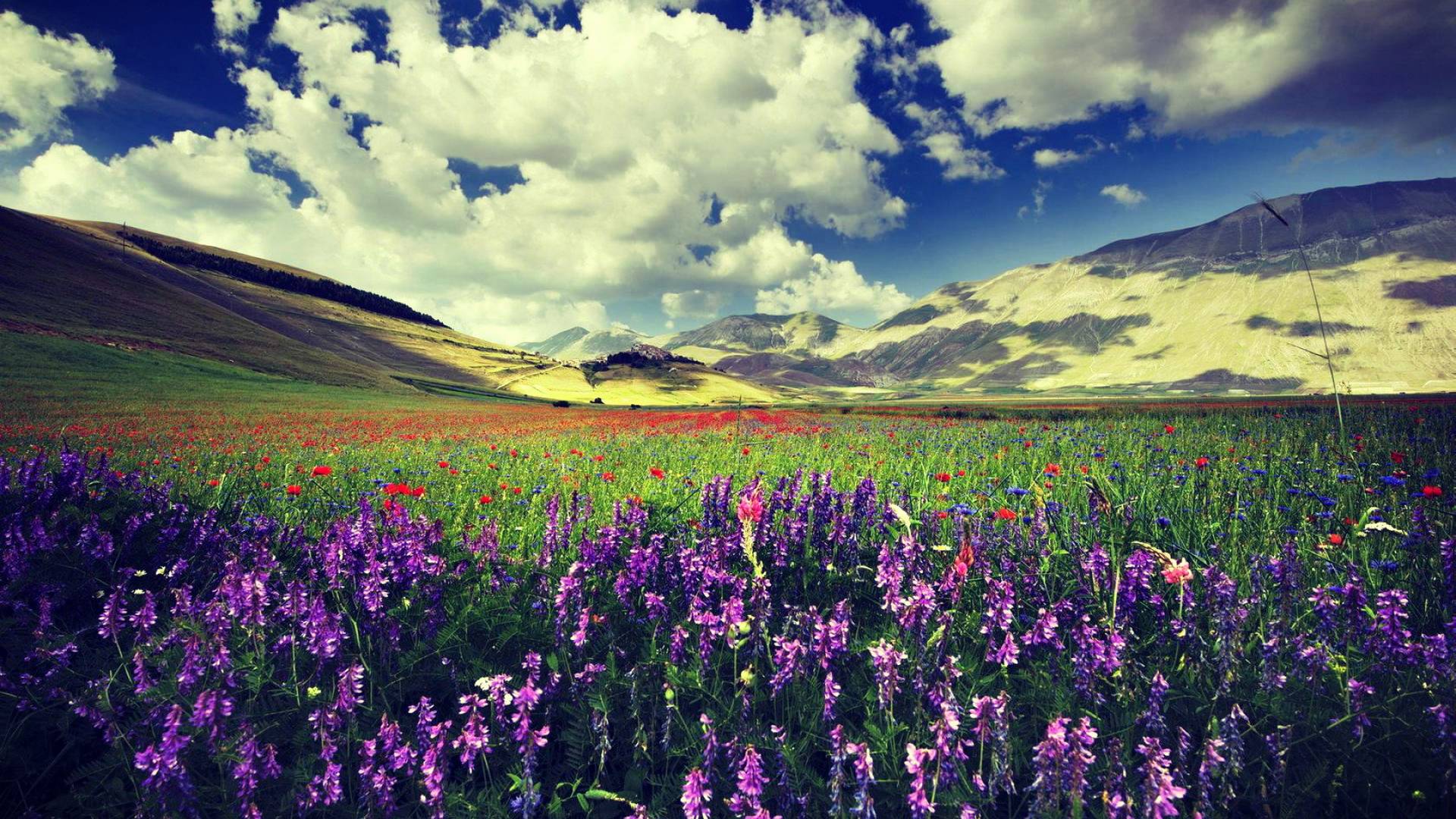 Lavender Flower New Desktop HD Wallpapers | HD Wallapers for Free