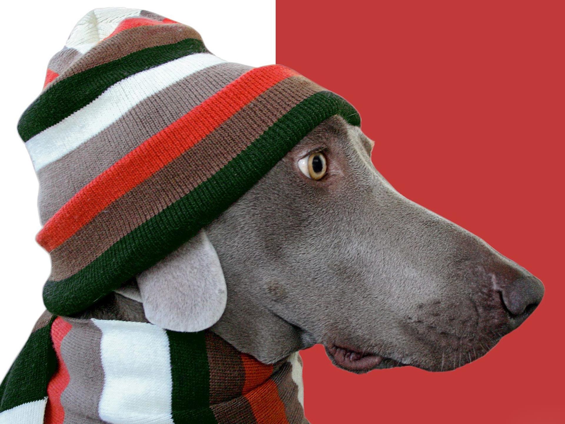 Desktop Wallpaper · Gallery · Animals · Dog clothing | Free ...