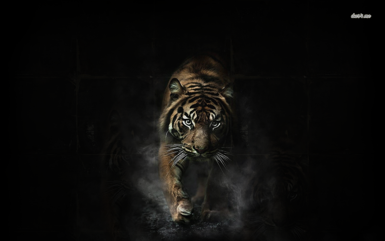 Angry tiger wallpaper - Animal wallpapers - #18521