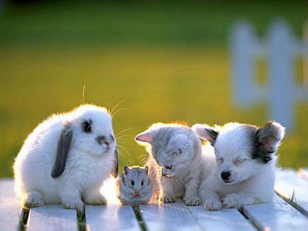 Baby Animals Pictures