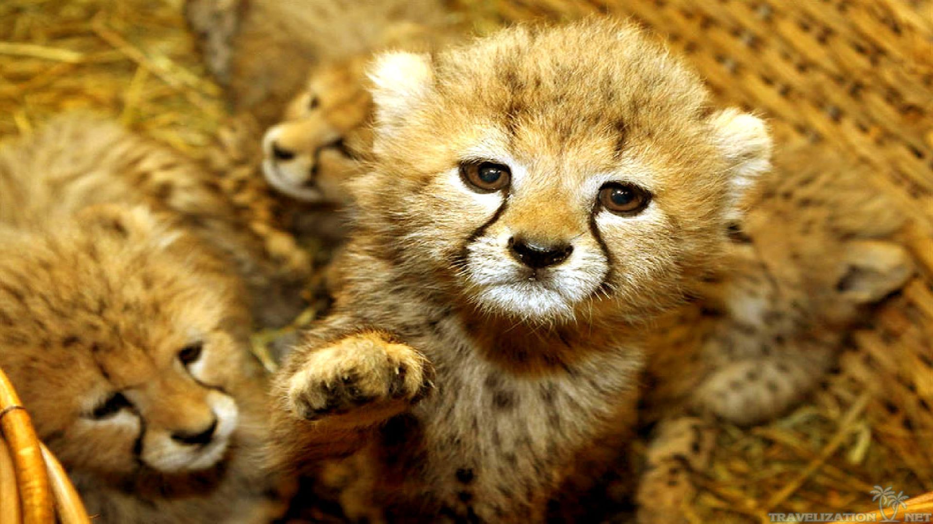 Cute Baby Animals Wallpapers - HD Wallpapers and Pictures